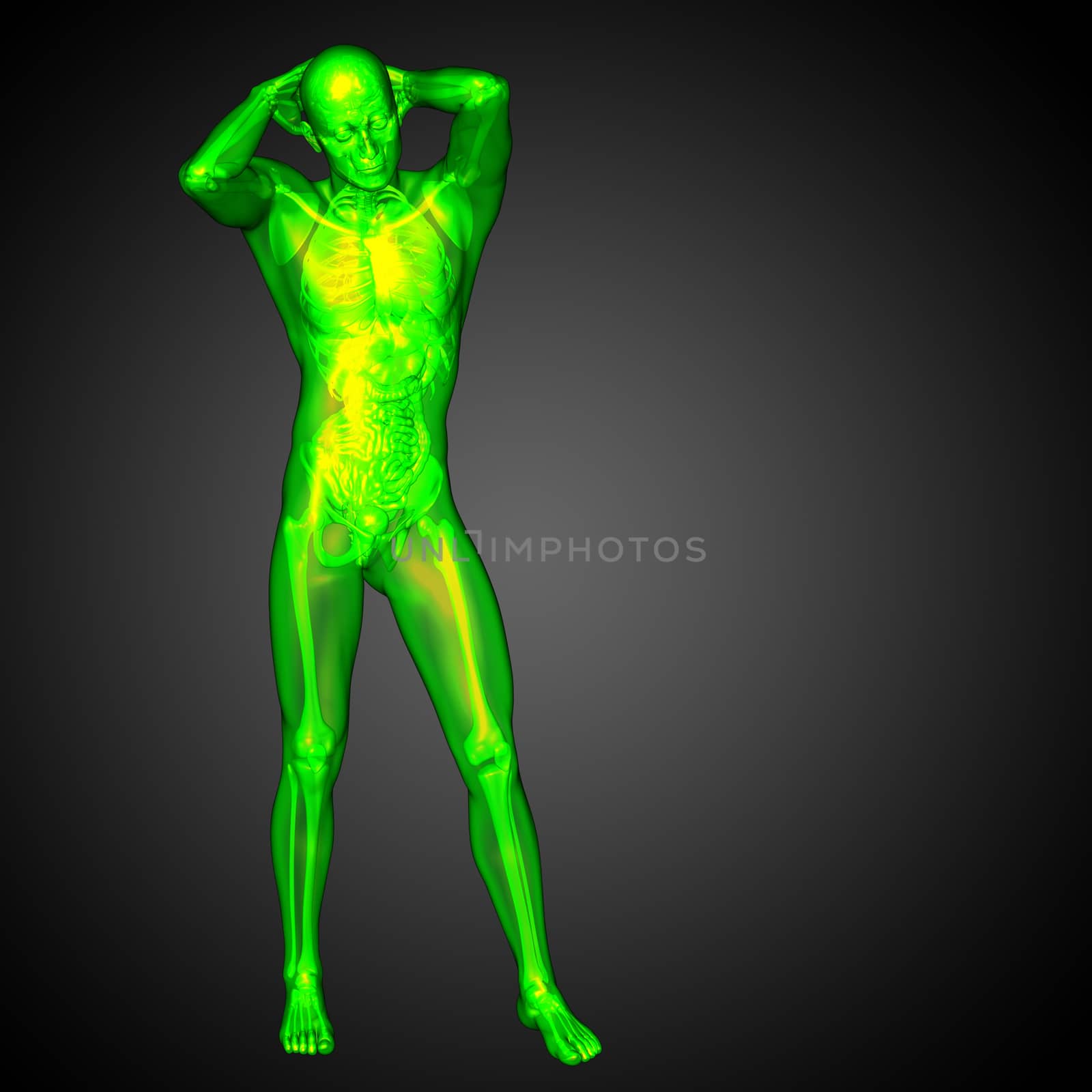 3d render medical illustration of the human anatomy - front view