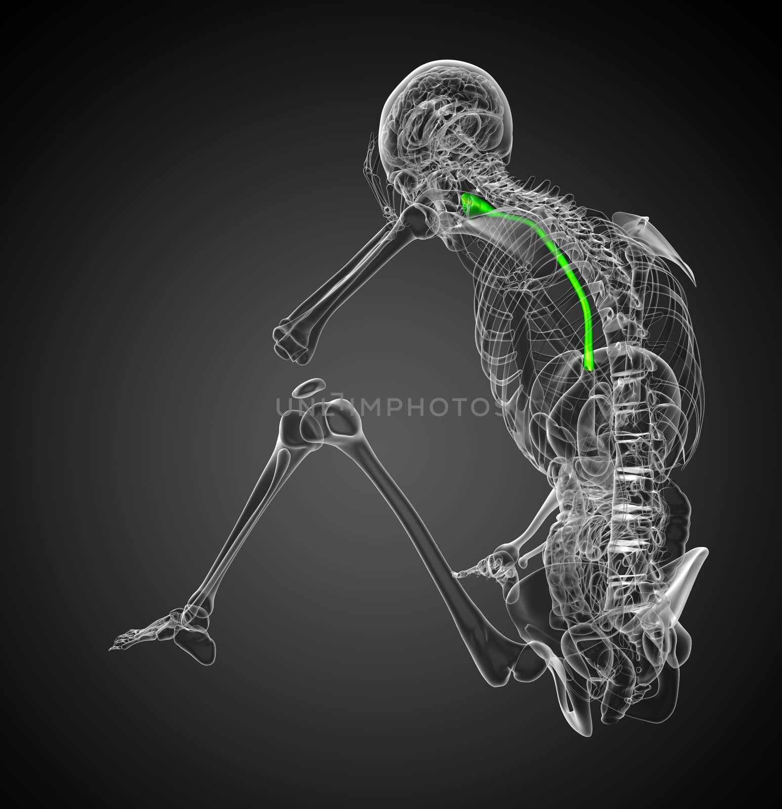 3d rendered illustration of the esophagus - back view