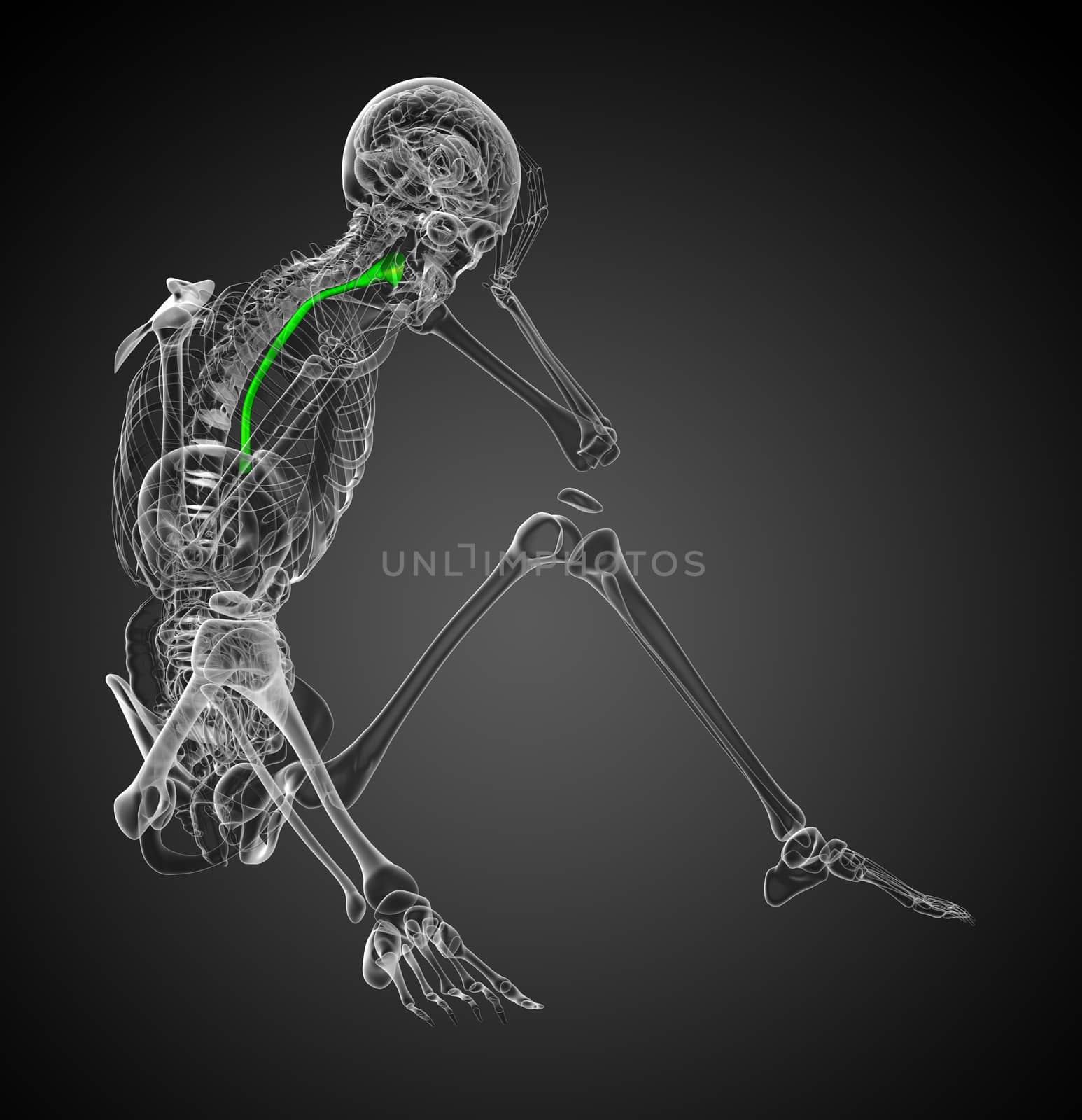 3d rendered illustration of the esophagus - side view