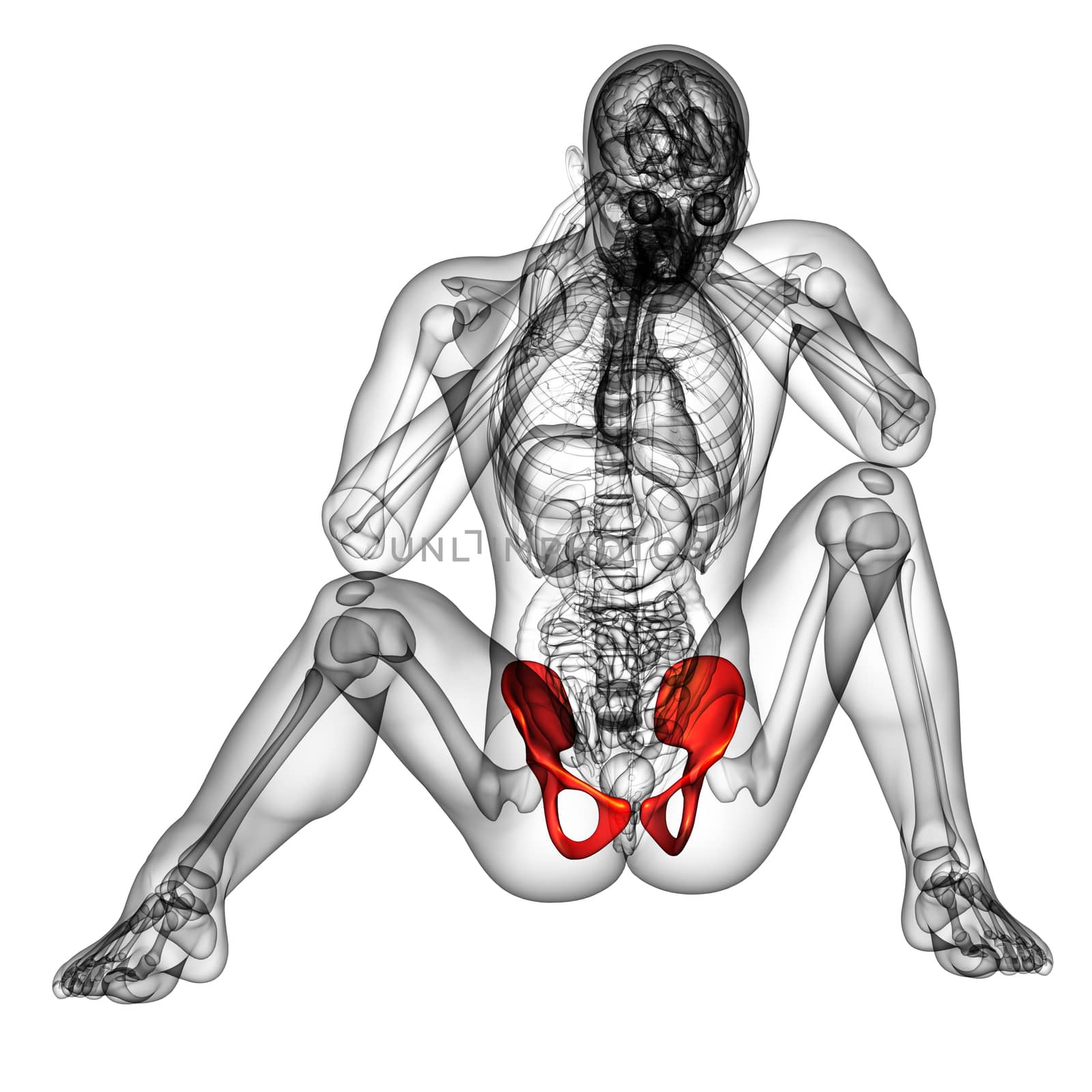 3d render medical illustration of the pelvis bone - front view