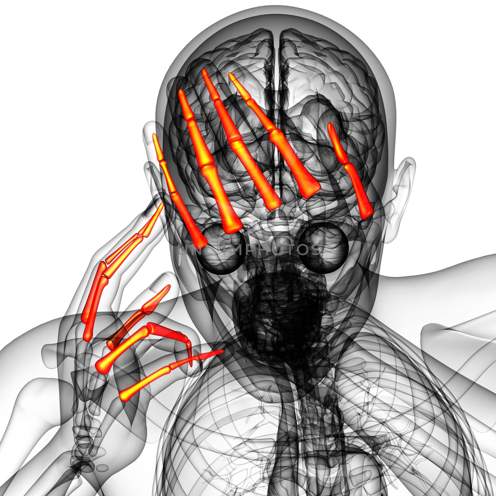 3d render illustration of the human phalanges hand - front view