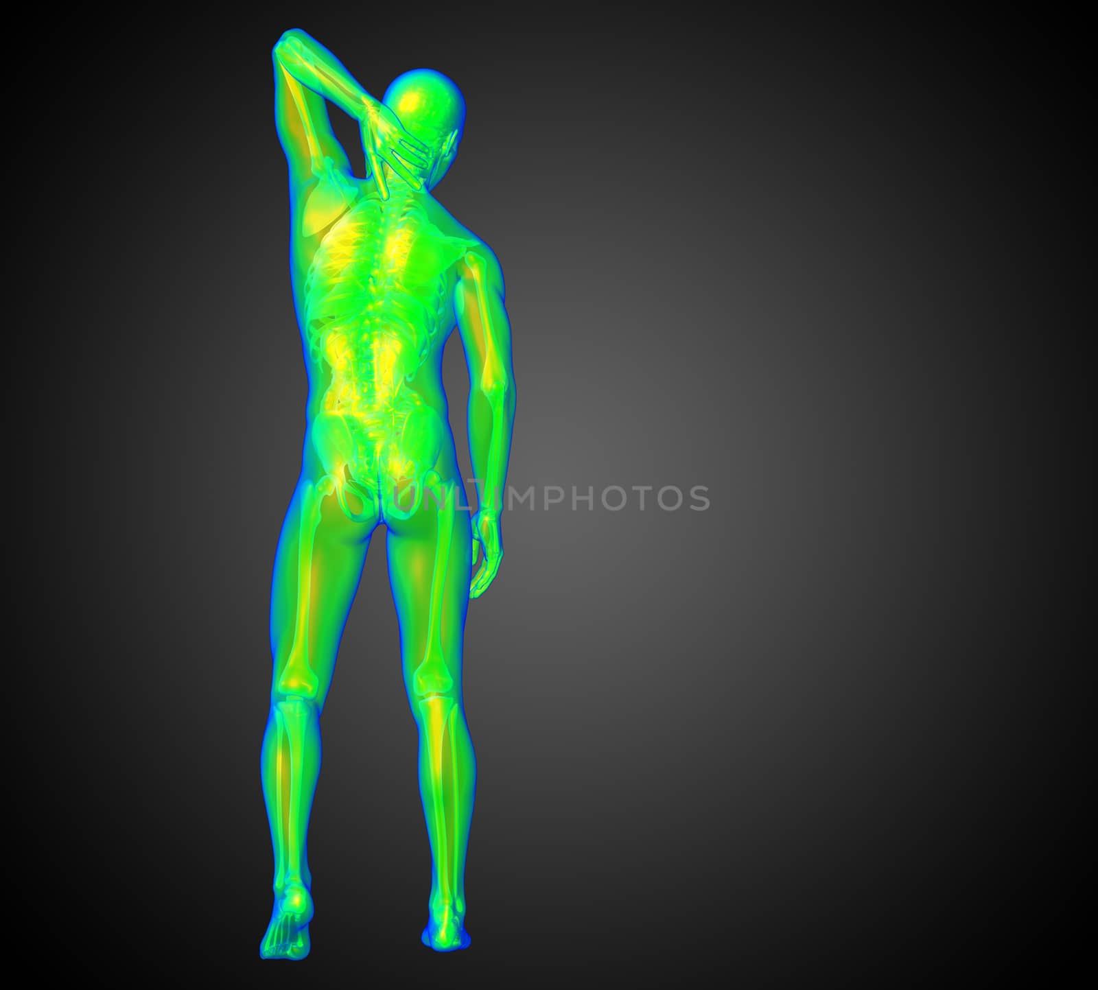 3d render medical illustration of the human anatomy - back view