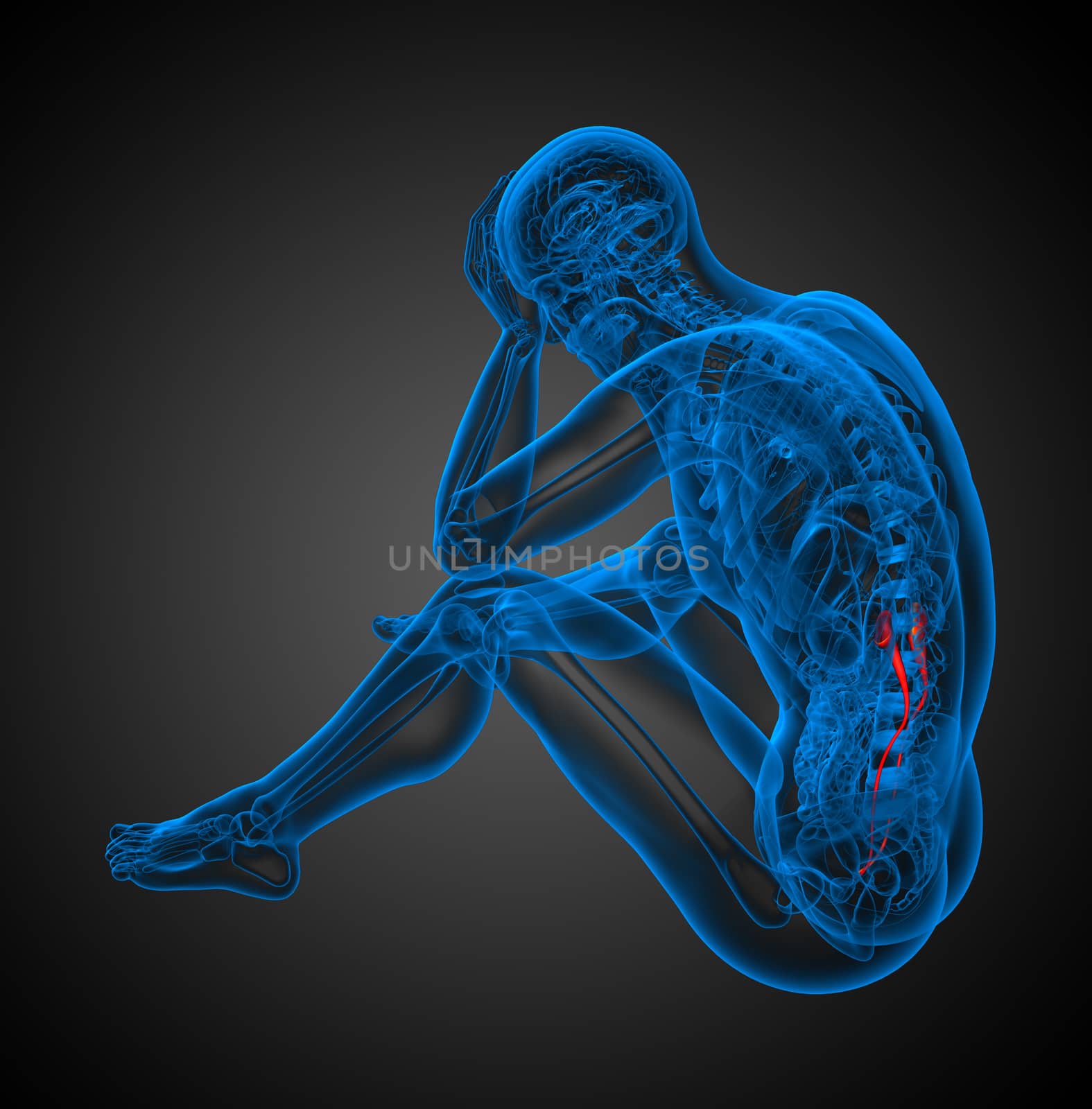 3d render illustration of the ureter - side view