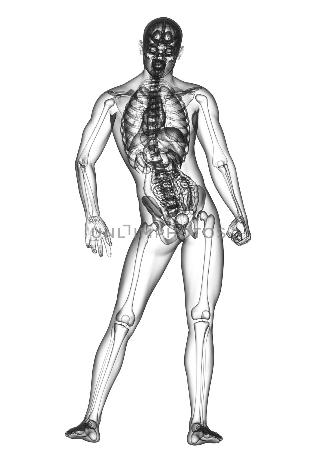 3d render medical illustration of the human anatomy - back view