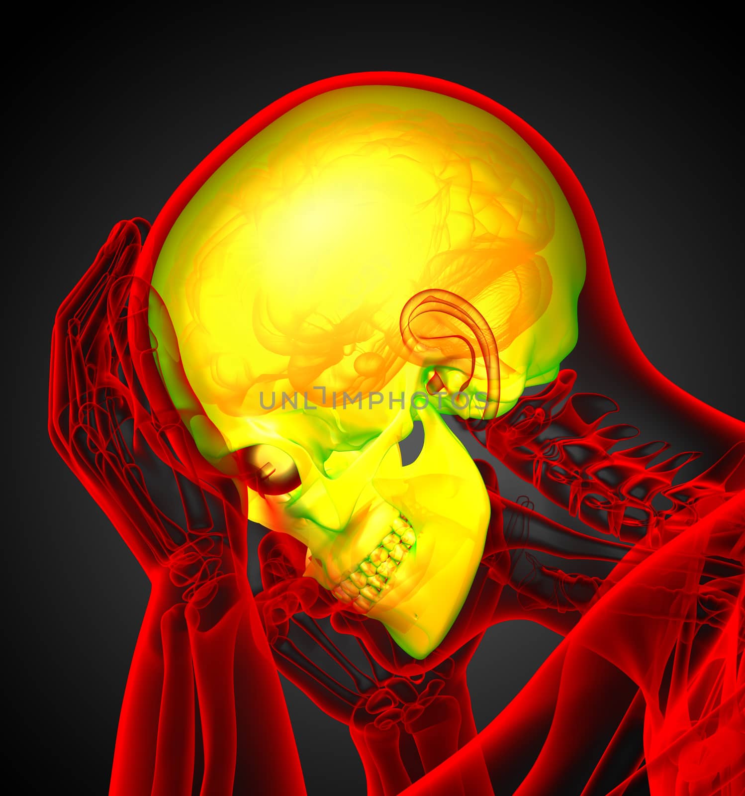 3d render medical illustration of the human skull - side view