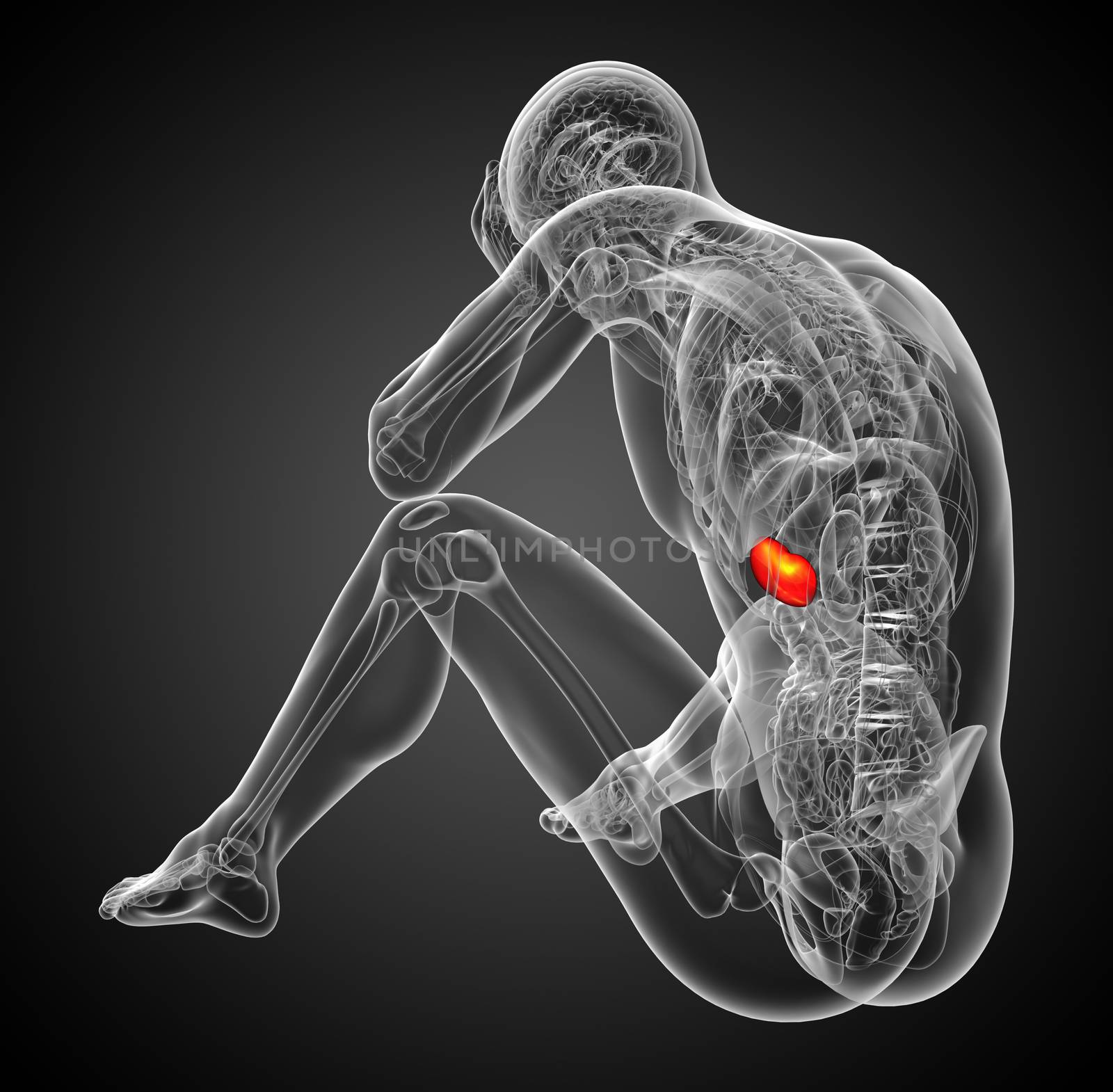 3d render medical illustration of the spleen - side view