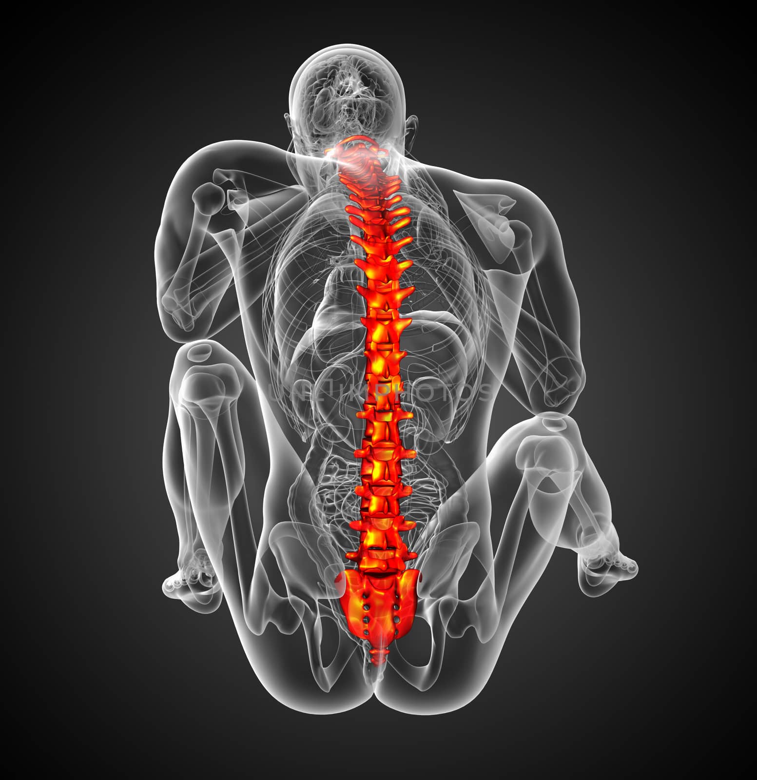 3d render medical illustration of the human spine - back view