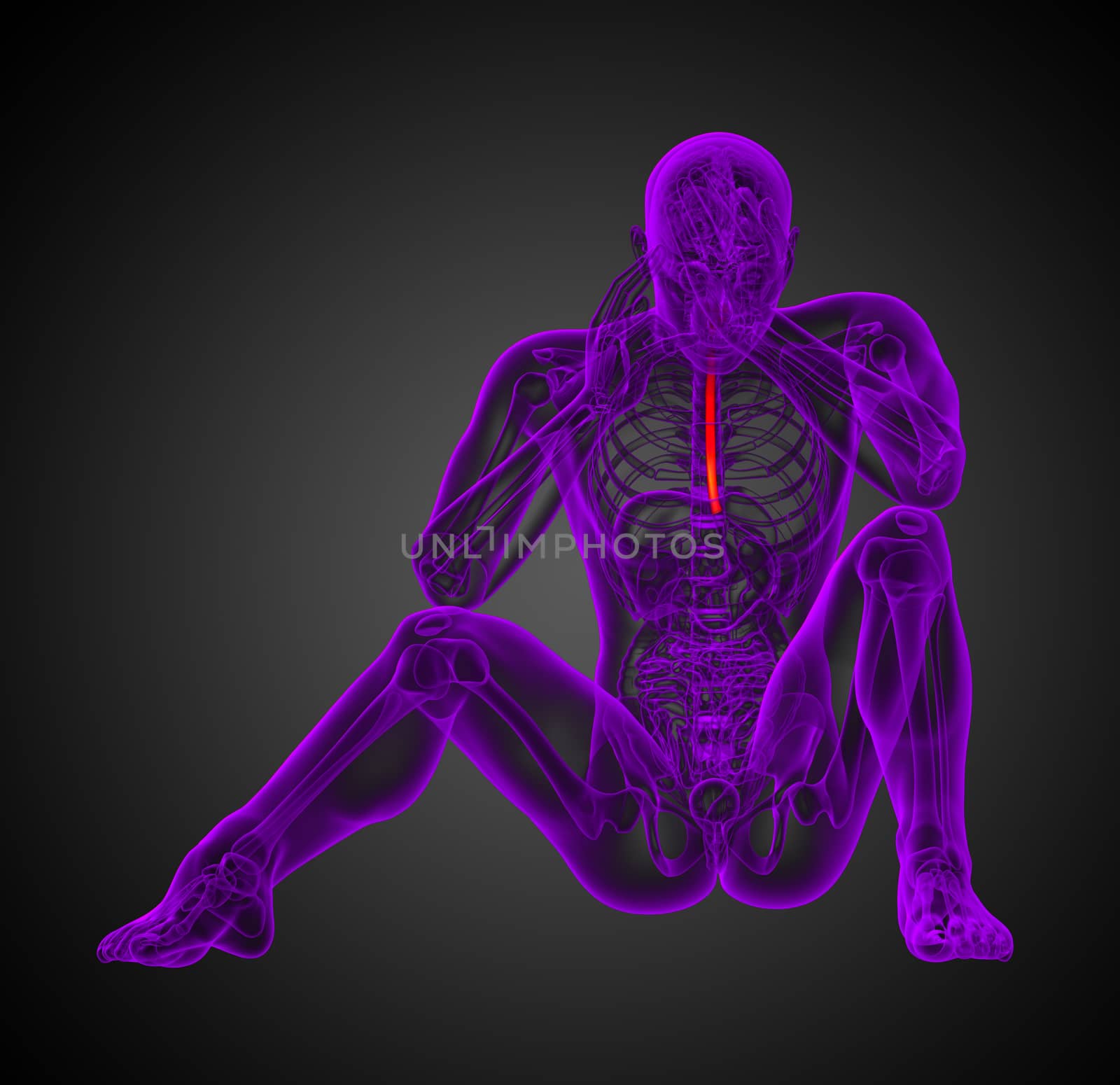 3d render medical illustration of the esophagus - front view