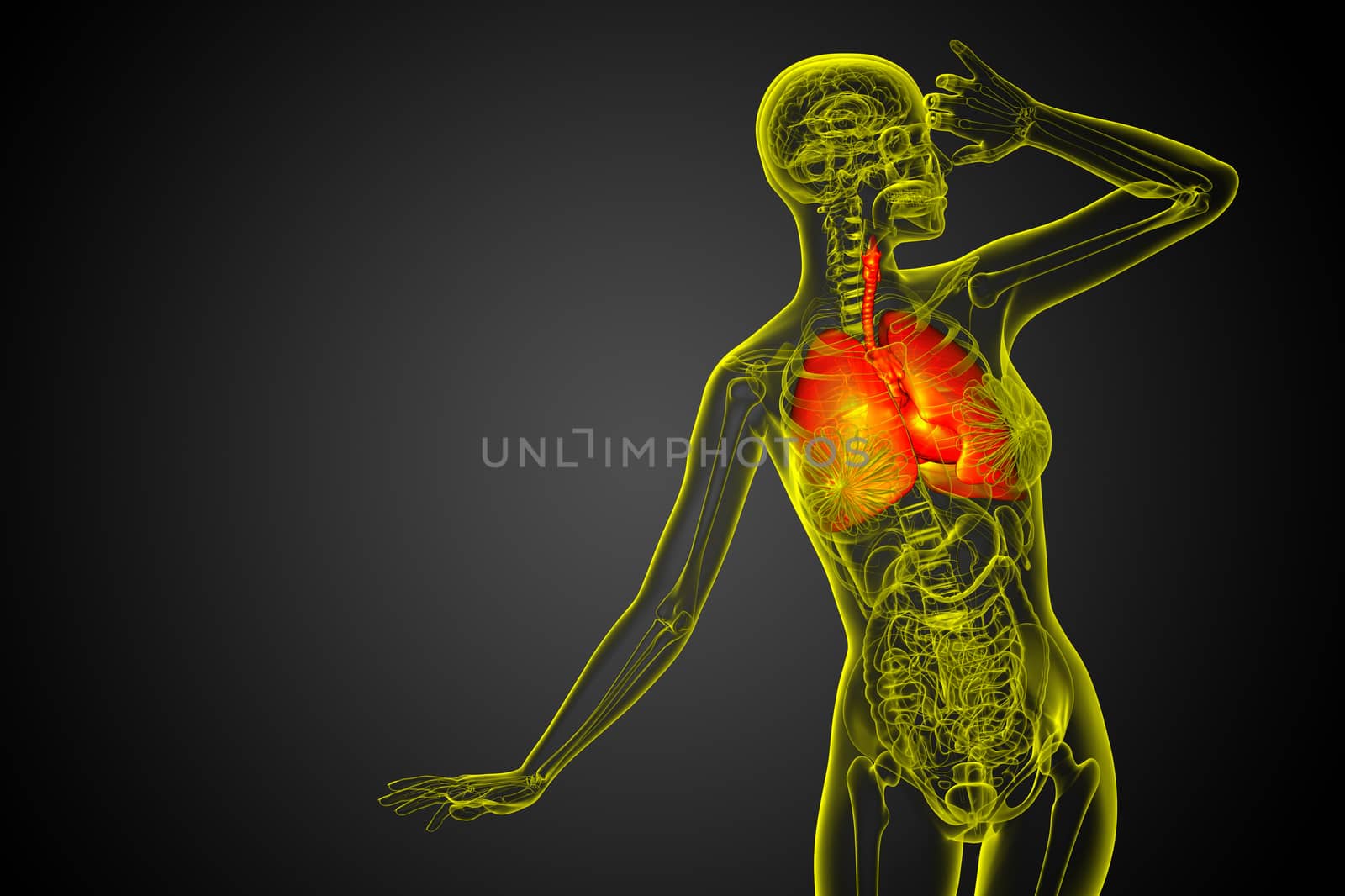 3d rendered illustration of the respiratort system - front view