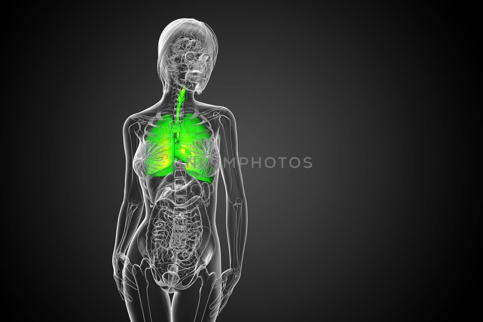 3d rendered illustration of the respiratort system - front view