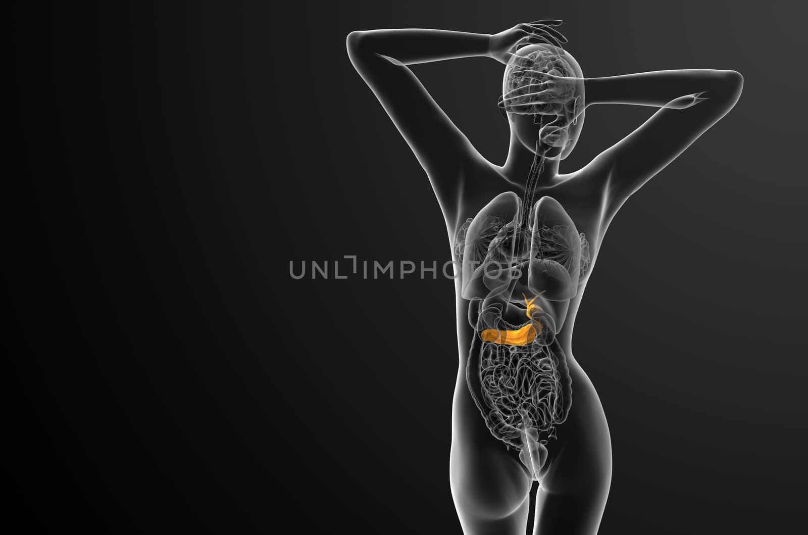 3d render medical illustration of the gallblader and pancrease - back view