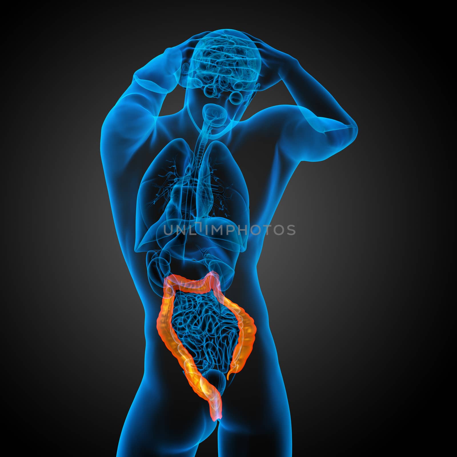 Human digestive system large intestine - back view
