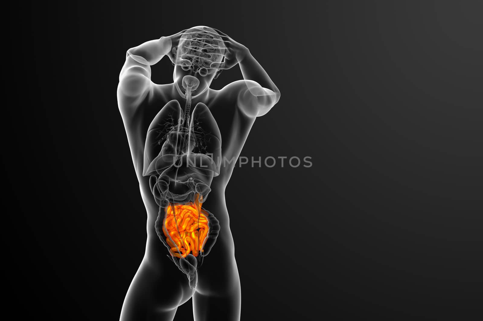 3d rendered illustration of the small intestine - back view