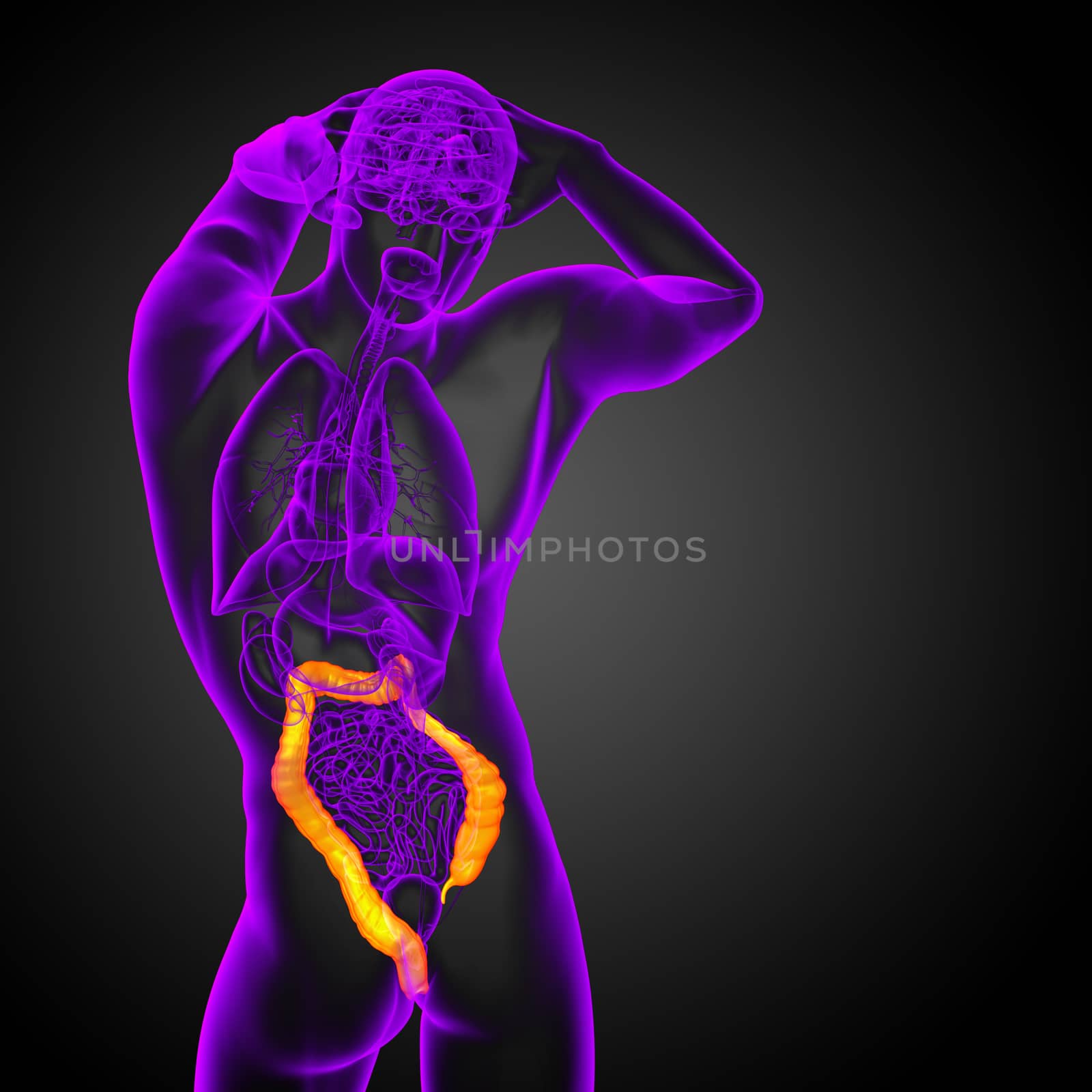 Human digestive system large intestine - back view