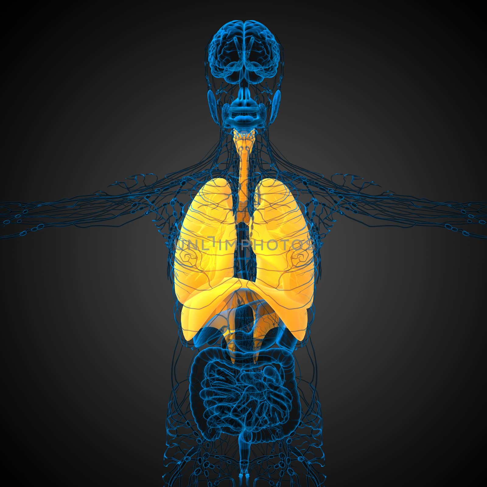 3d rendered illustration of the respiratort system - front view