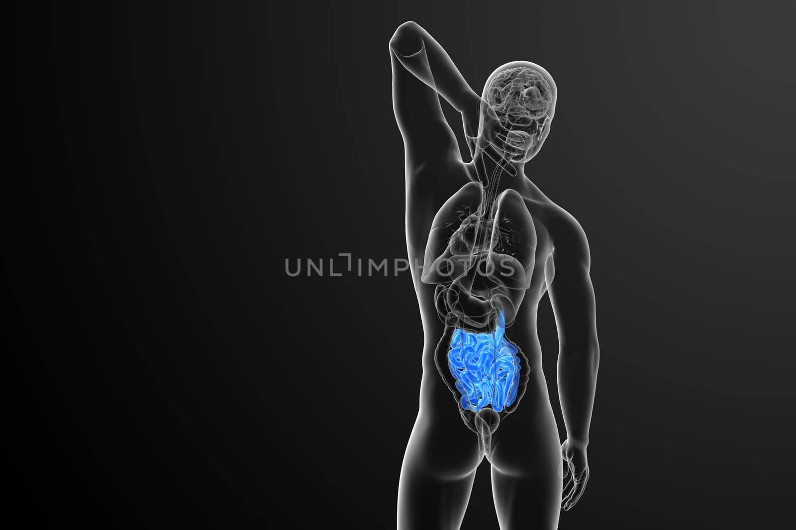 3d rendered illustration of the small intestine - back view