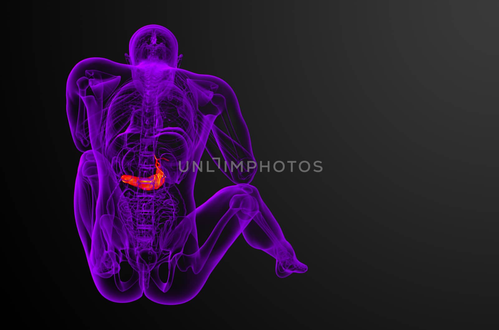 3d render medical illustration of the gallblader and pancrease - back view