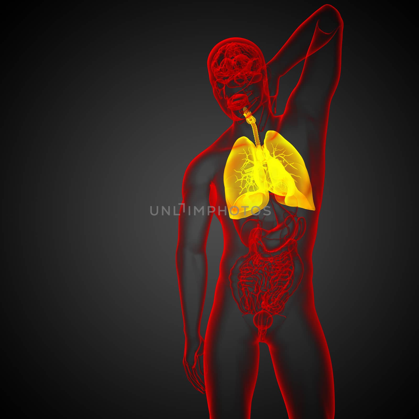 3d rendered illustration of the respiratort system - front view