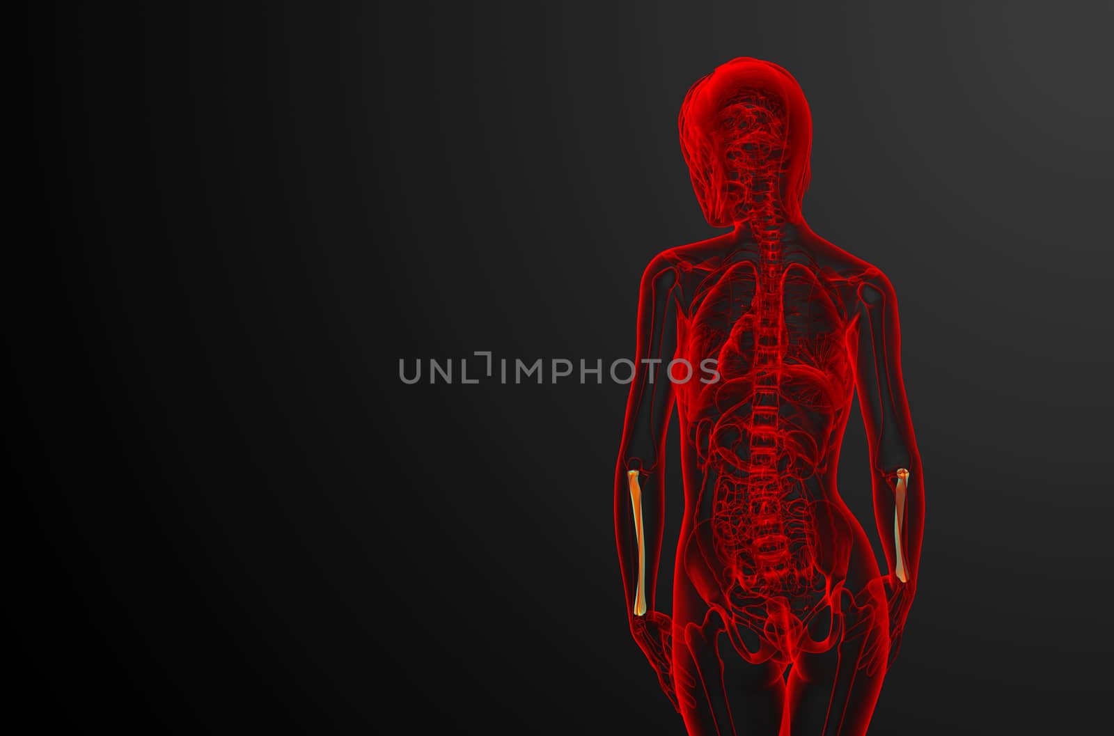 3d render medical illustration of the radius bone - back view