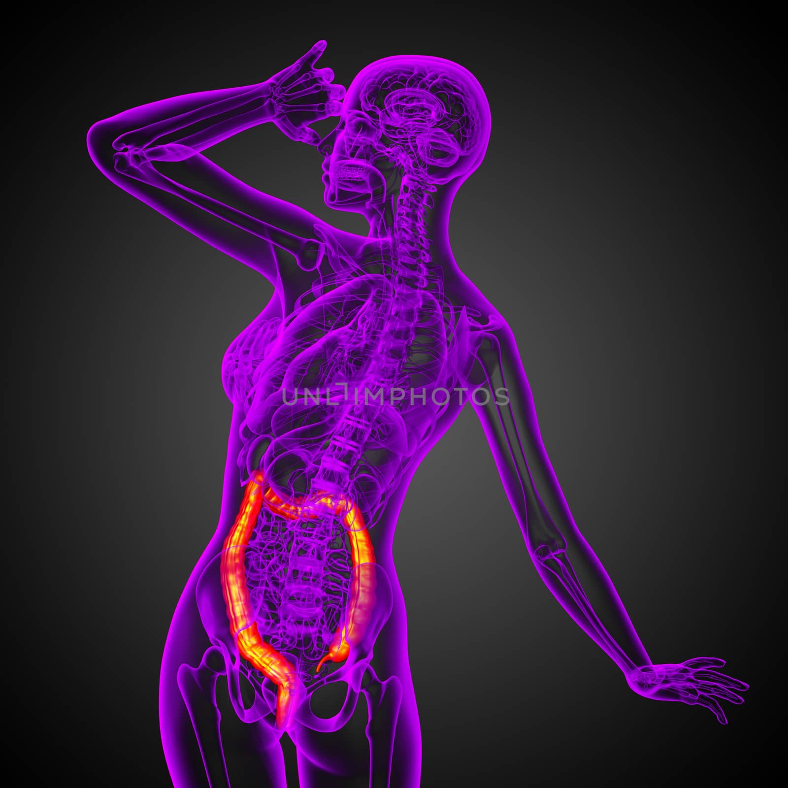 Human digestive system large intestine - back view