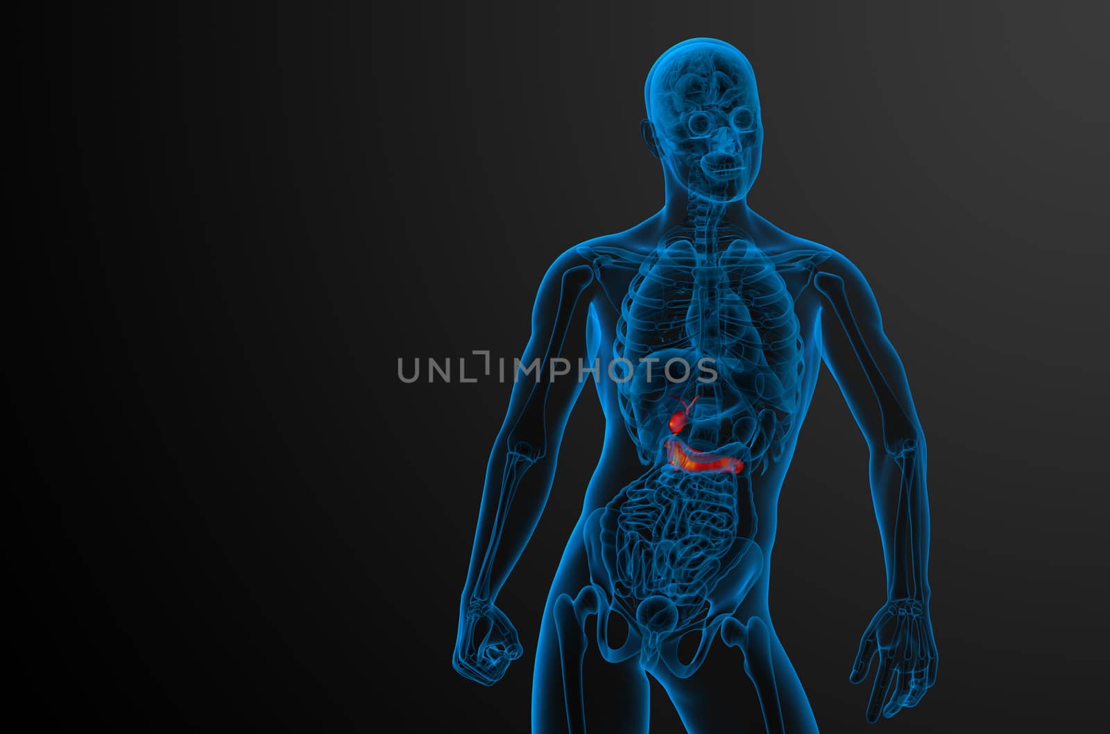 3d render medical illustration of the gallblader and pancrease - front view