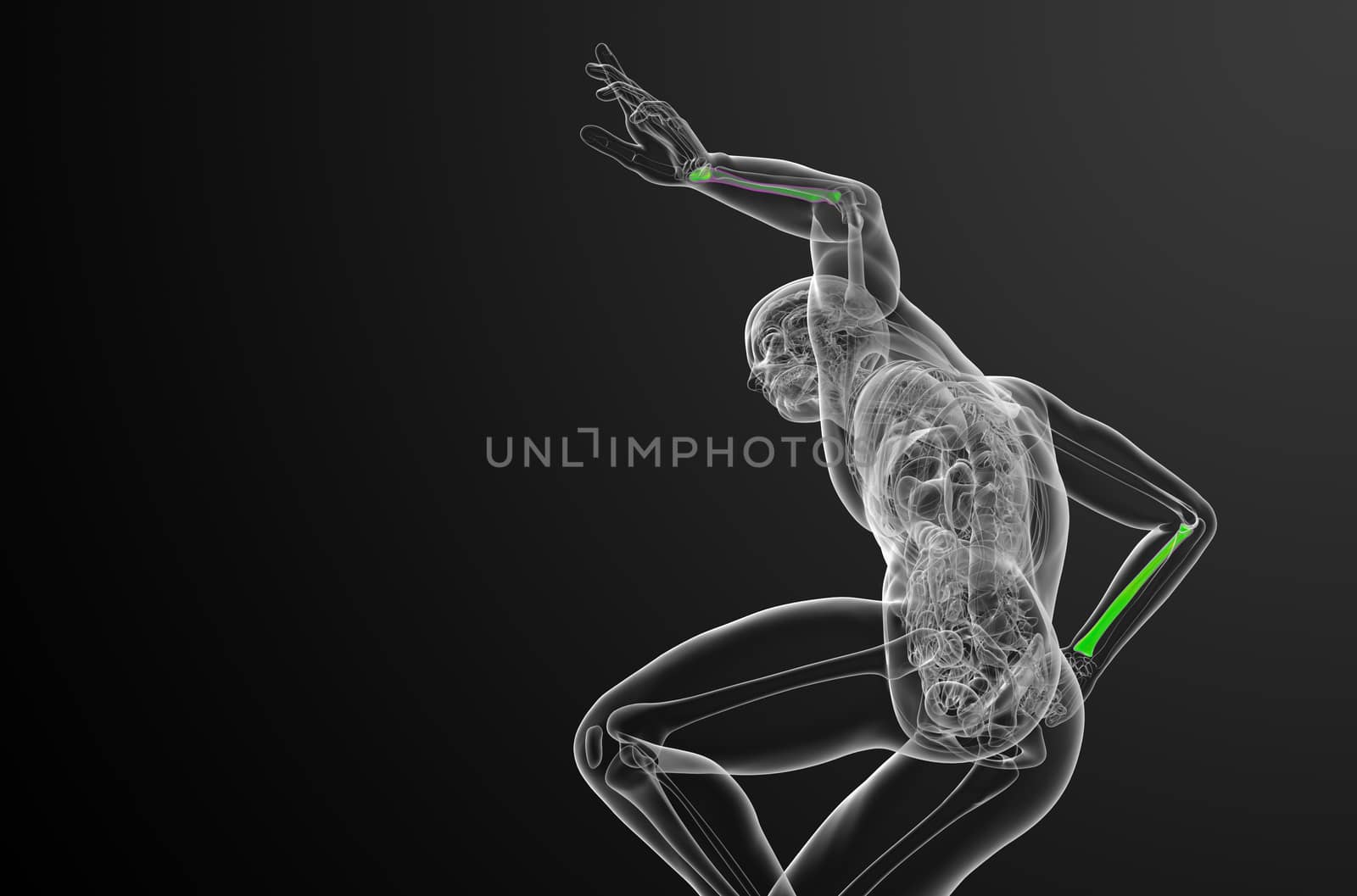 3d render medical illustration of the radius bone - top view