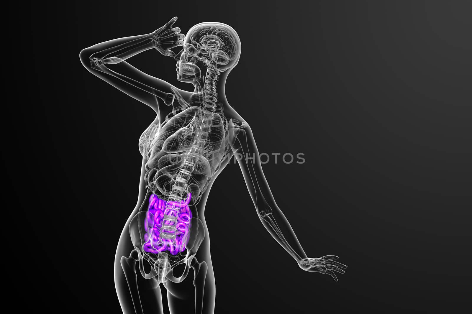 3d rendered illustration of the small intestine - back view