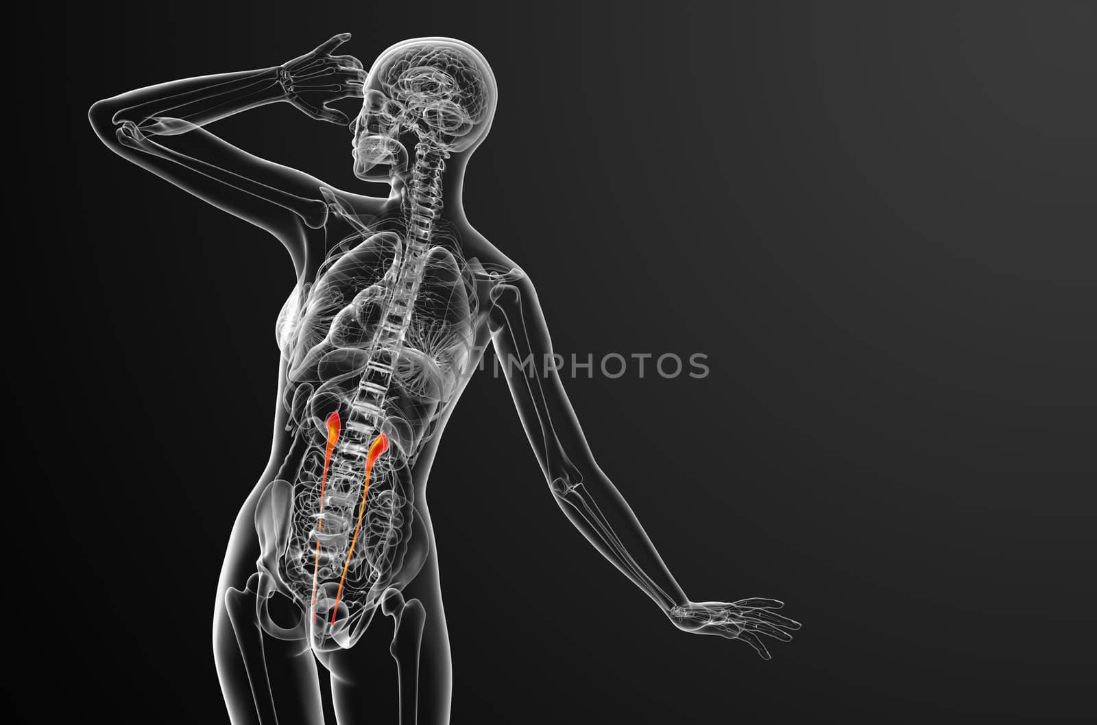 3d render medical illustration of the ureter - back view