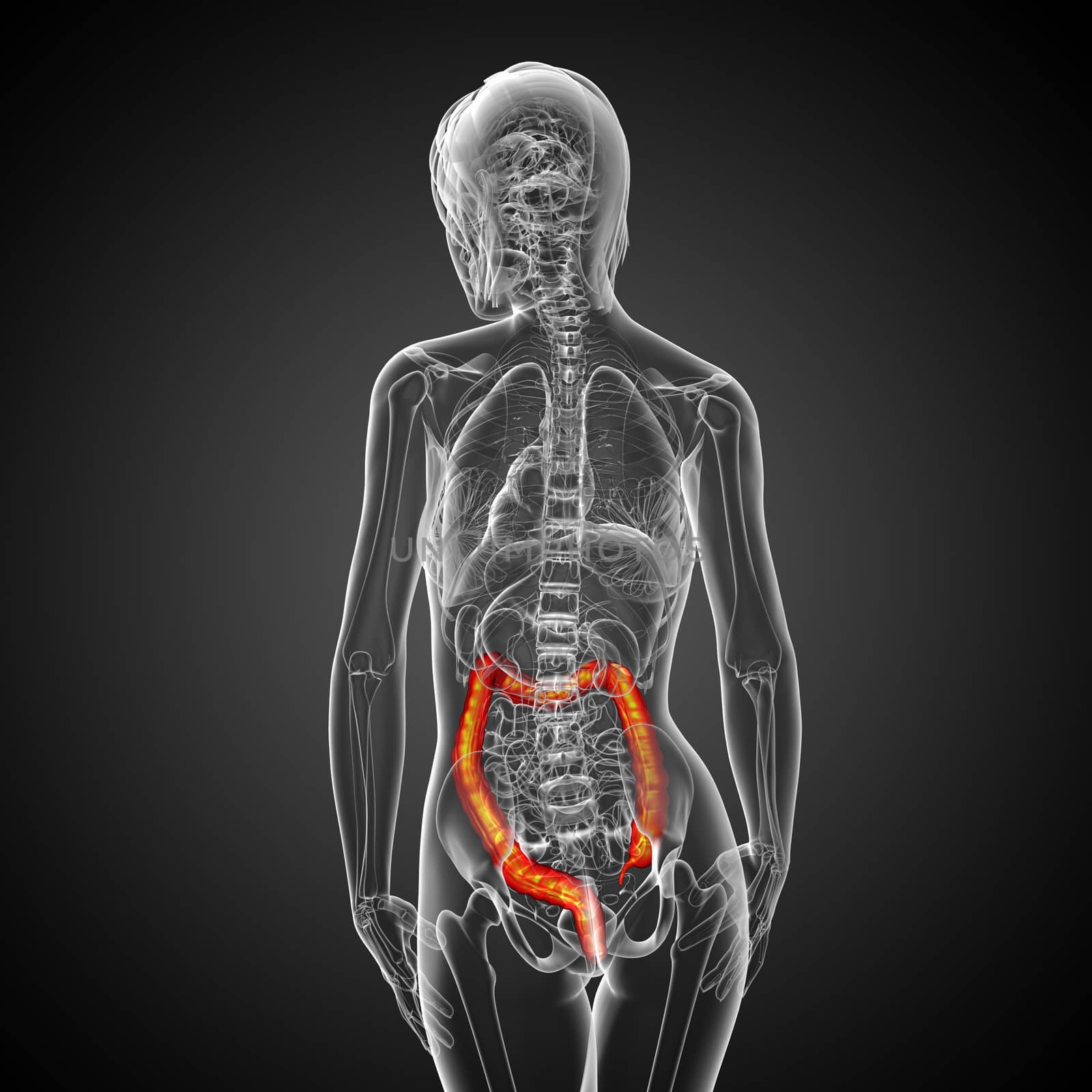 Human digestive system large intestine - back view