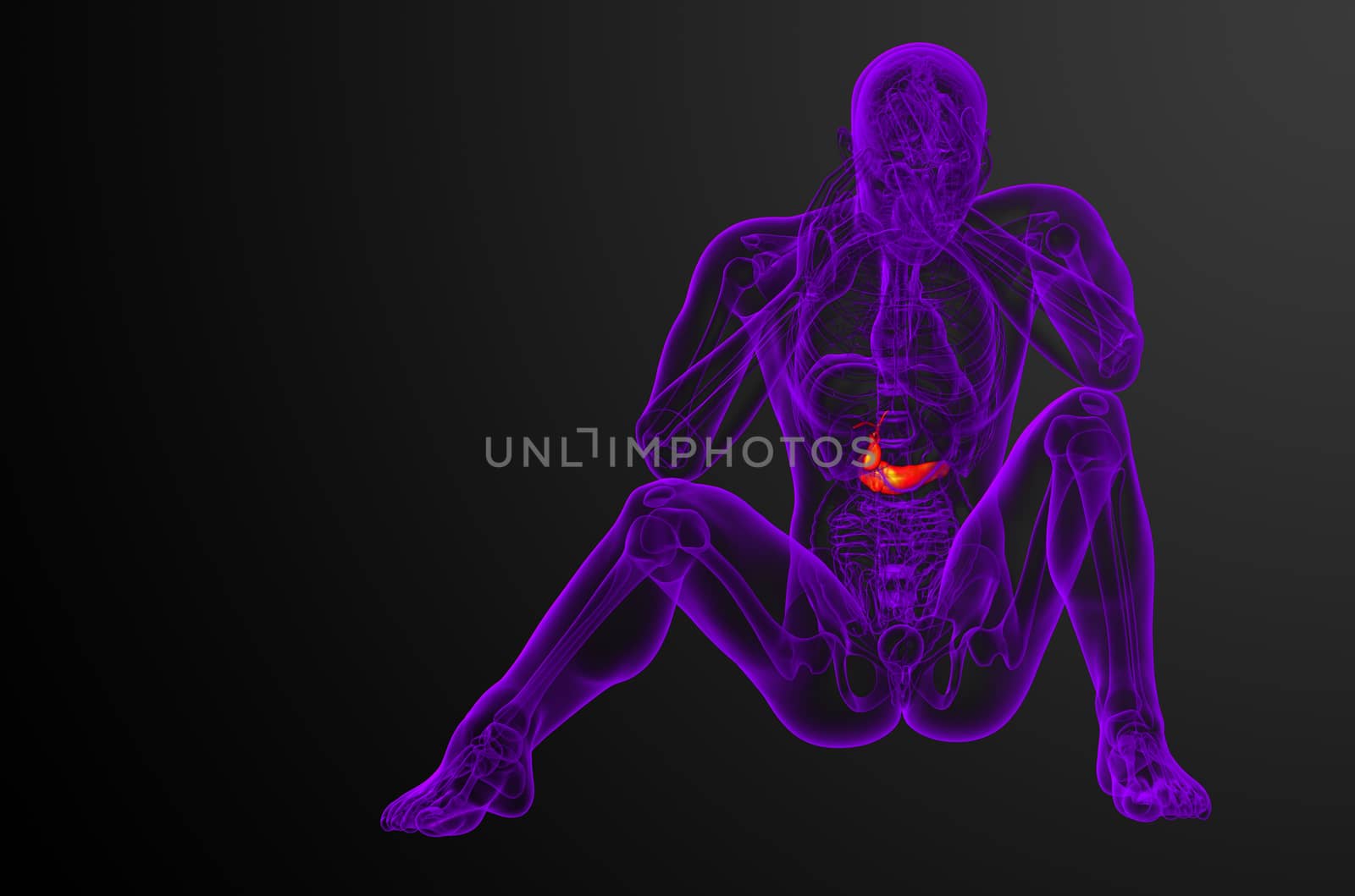 3d render medical illustration of the gallblader and pancrease - front view