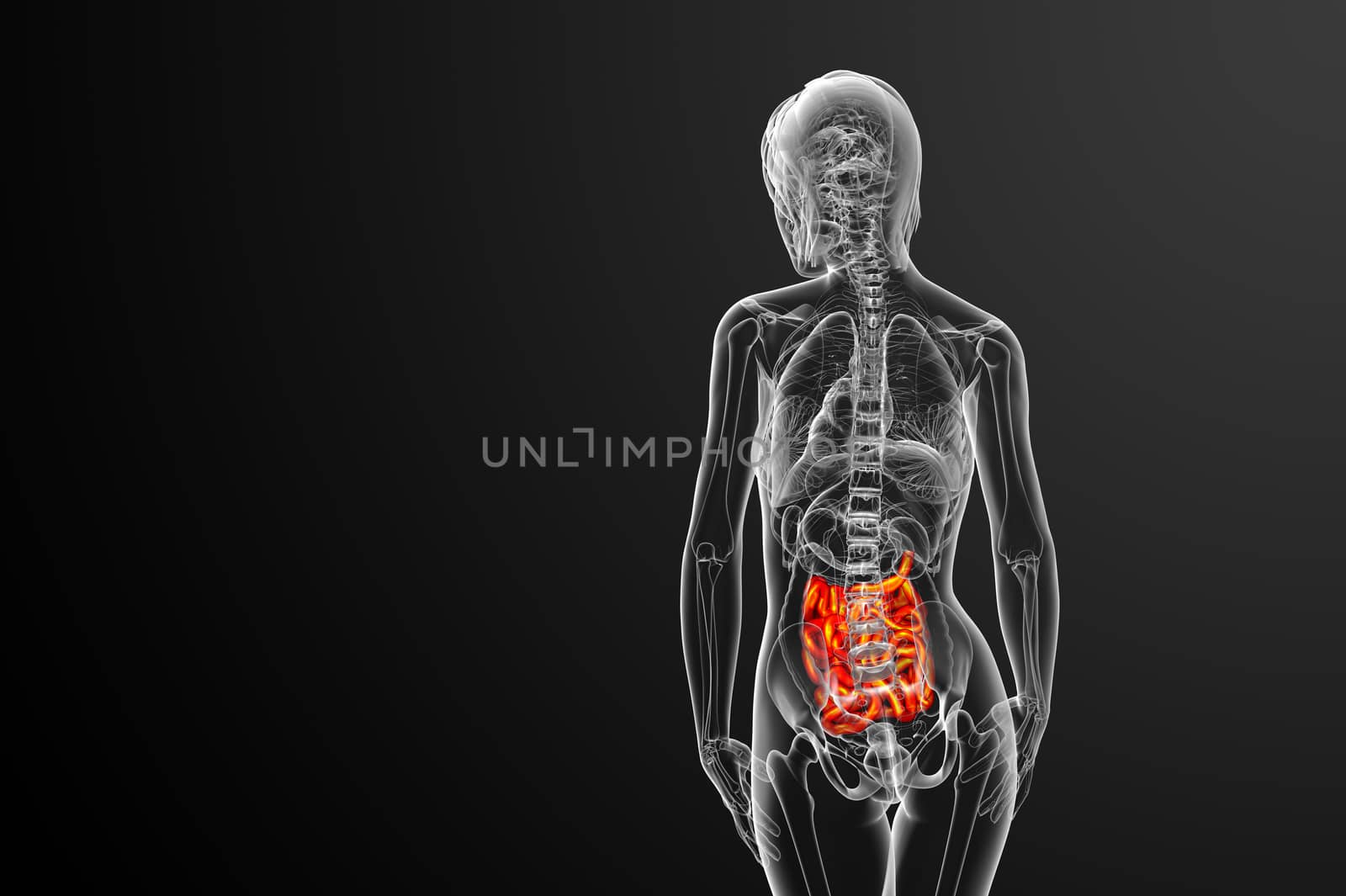 3d rendered illustration of the small intestine - back view