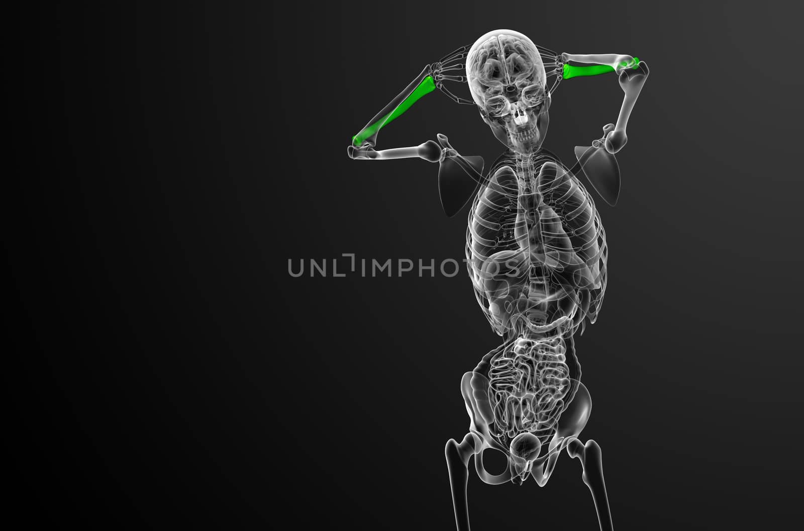 3d render medical illustration of the radius bone - front view