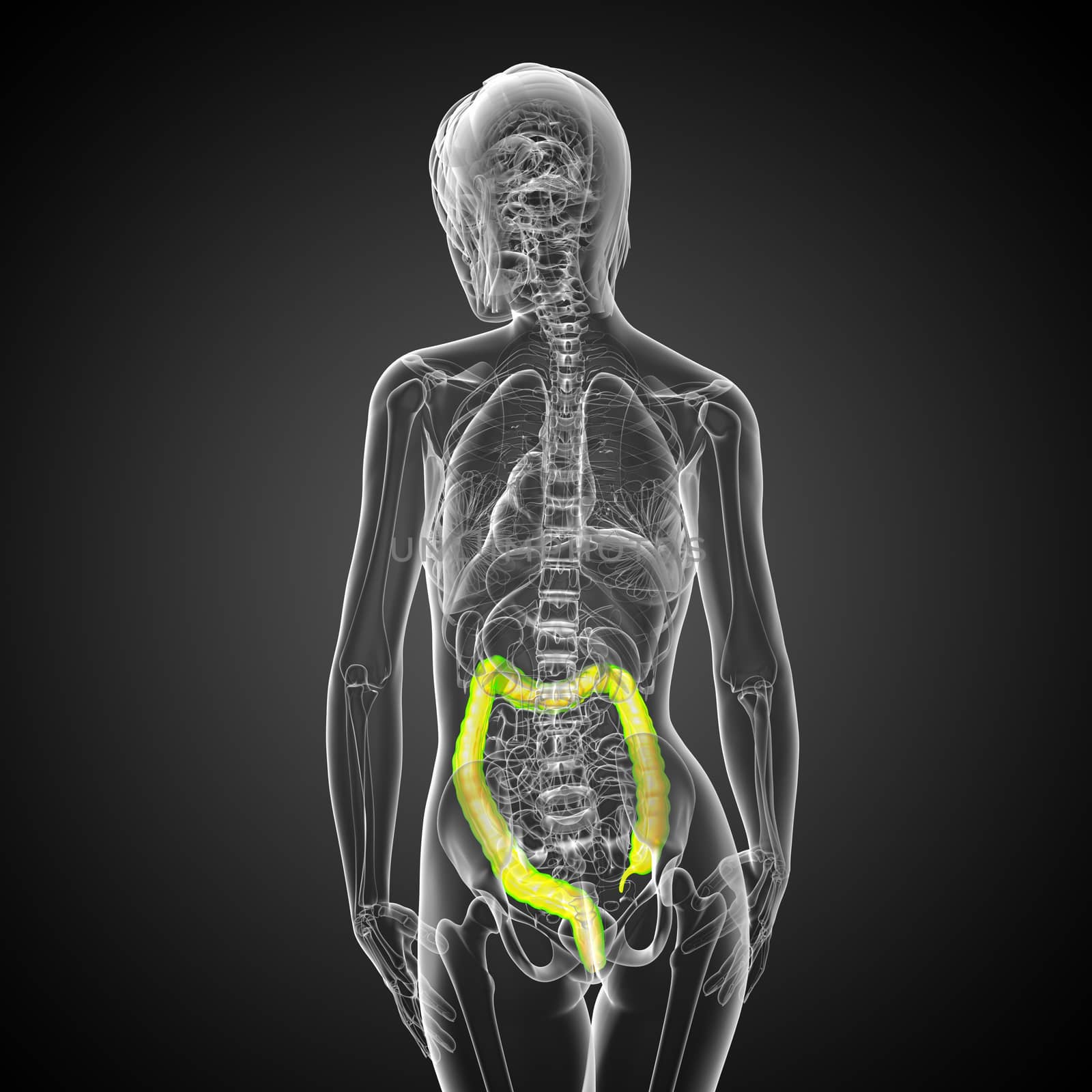 Human digestive system large intestine - back view