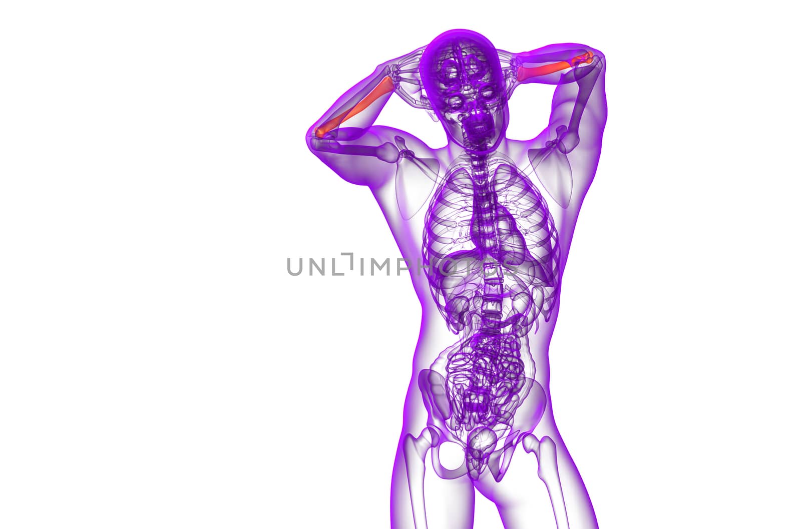 3d render medical illustration of the radius bone - front view