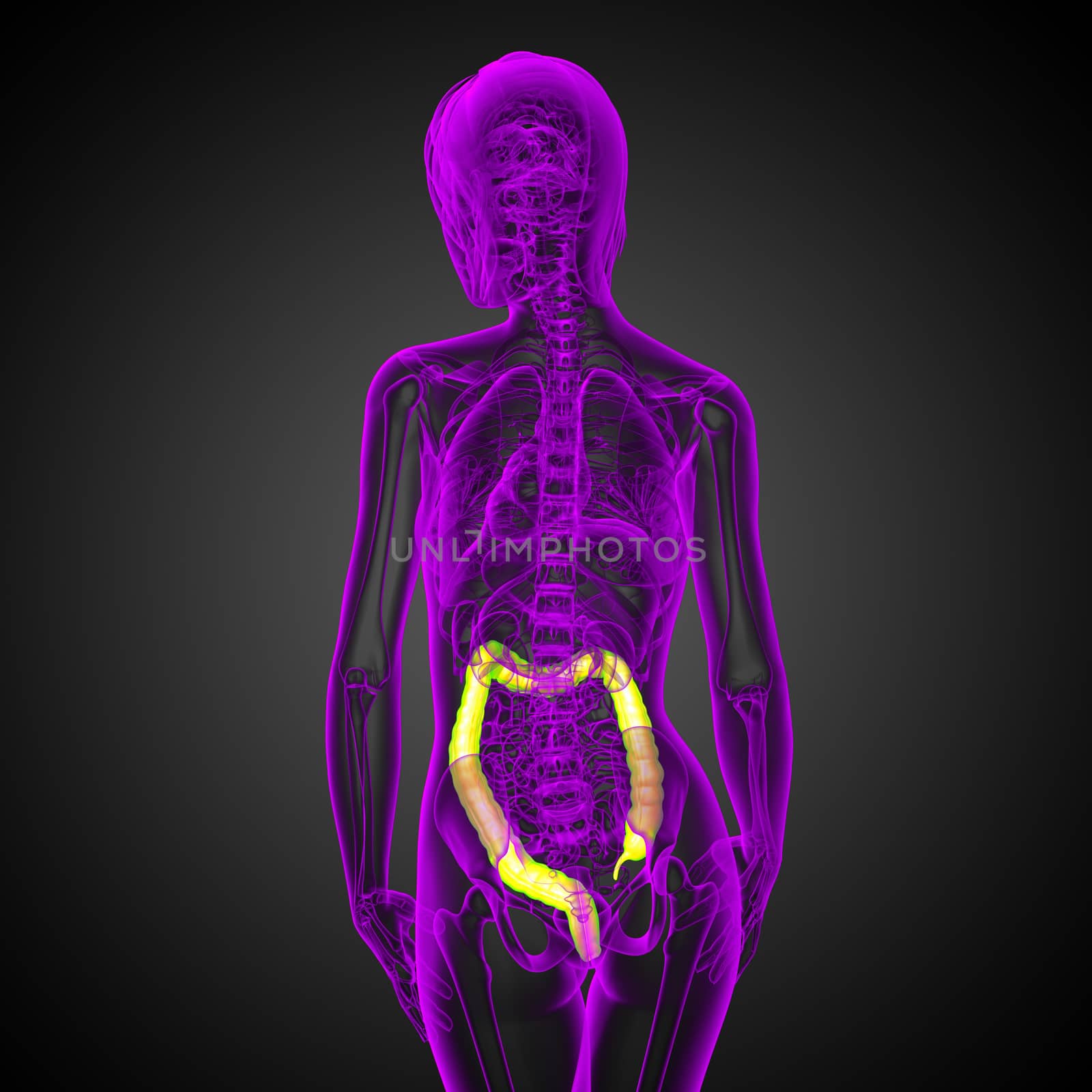 Human digestive system large intestine - back view