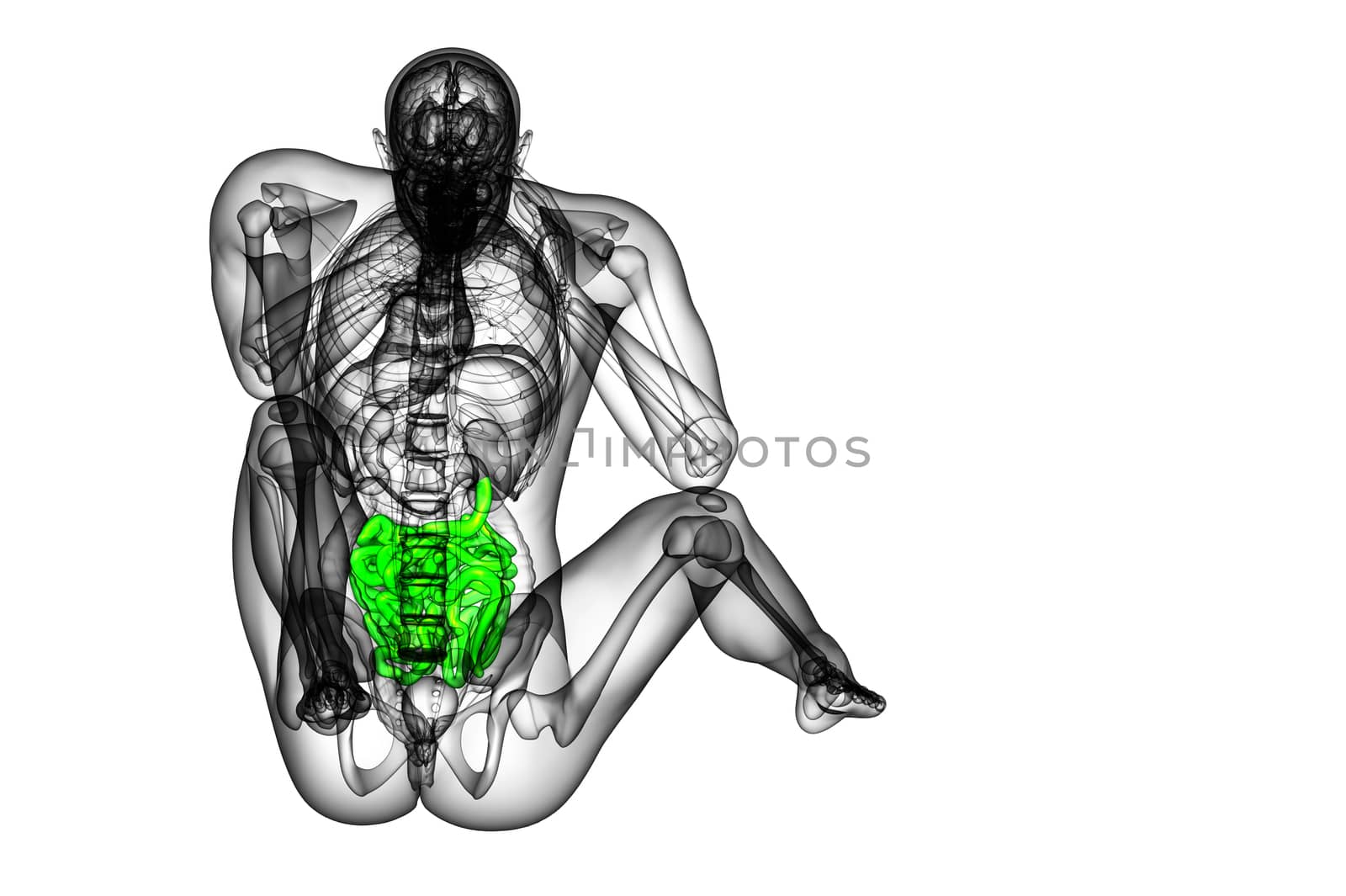 3d rendered illustration of the small intestine - back view