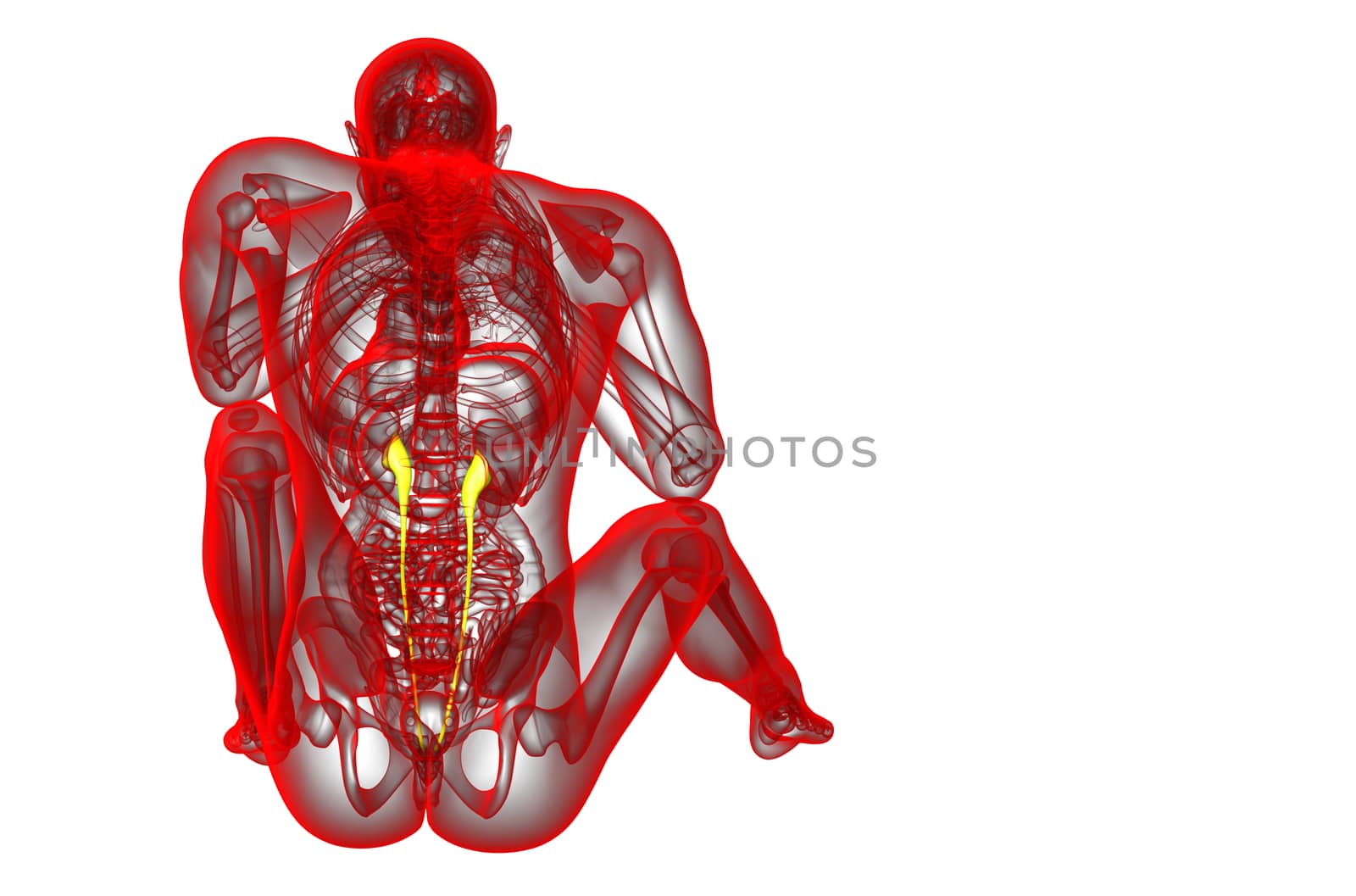 3d render medical illustration of the ureter - back view