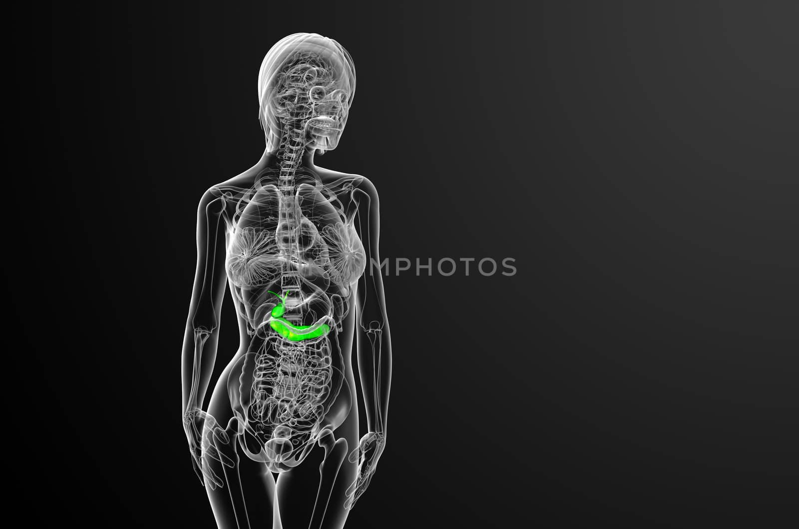 3d render medical illustration of the gallblader and pancrease - front view