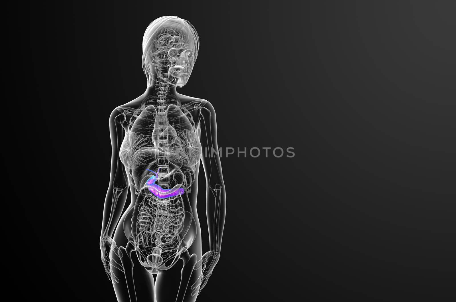 3d render medical illustration of the gallblader and pancrease - front view