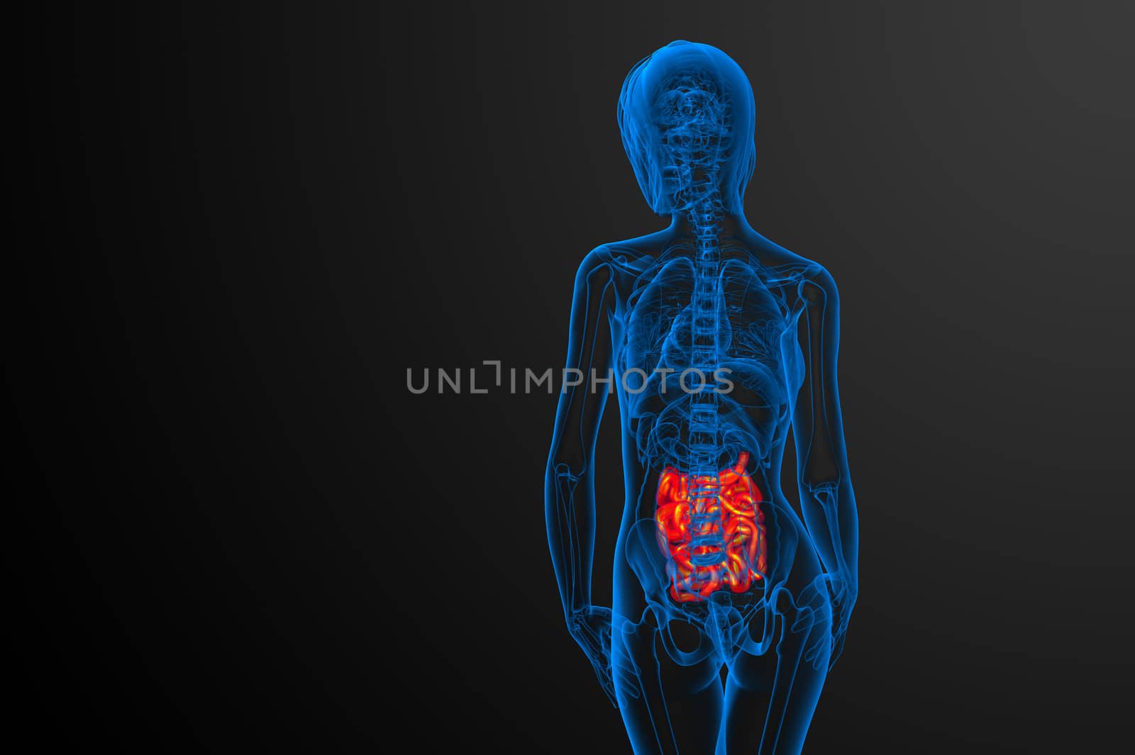 3d rendered illustration of the small intestine - back view