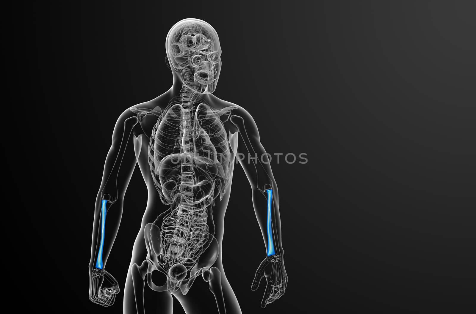 3d render medical illustration of the radius bone - front view