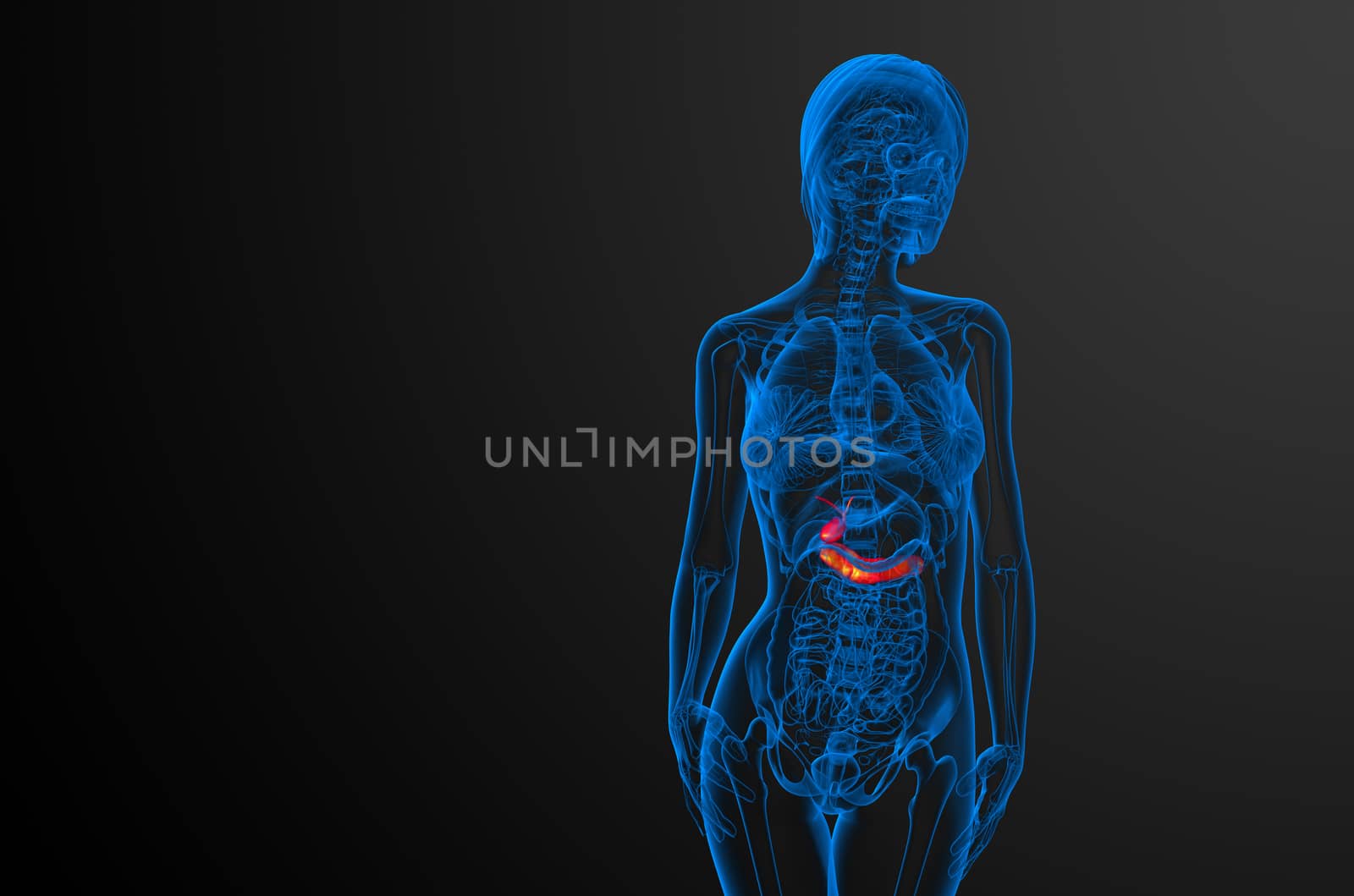 3d render medical illustration of the gallblader and pancrease - front view