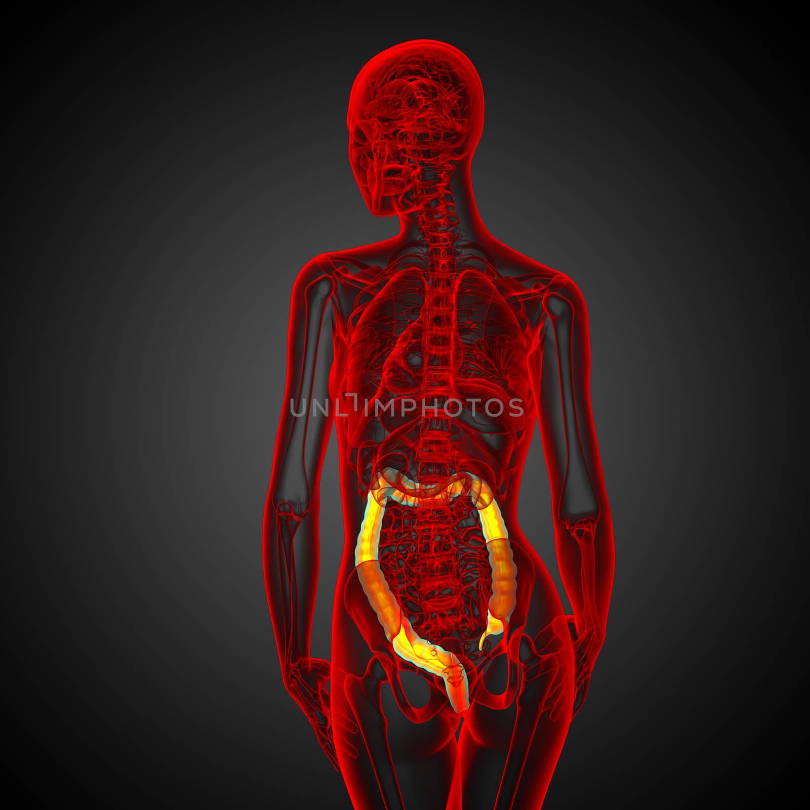 Human digestive system large intestine - back view