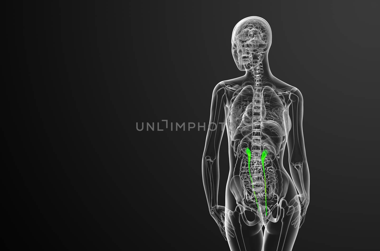 3d render medical illustration of the ureter - back view