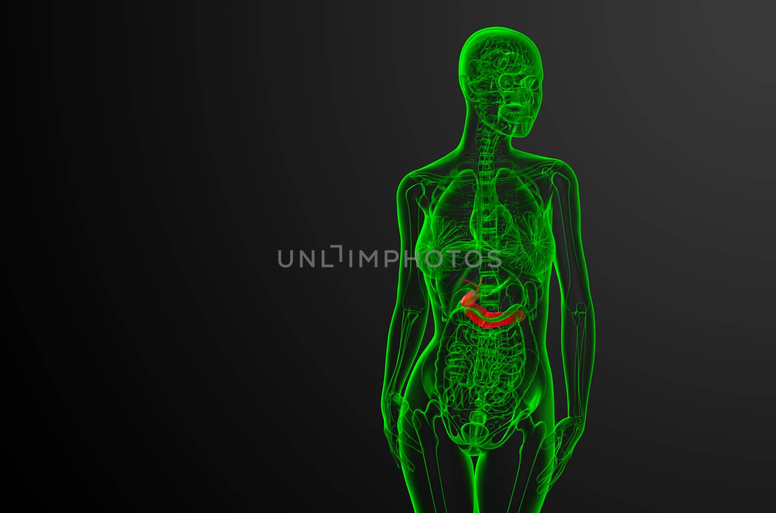 3d render medical illustration of the gallblader and pancrease - front view