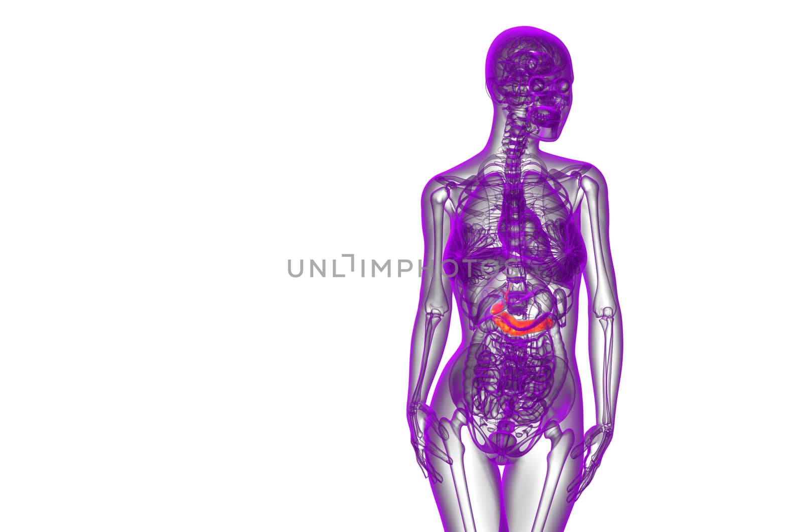 3d render medical illustration of the gallblader and pancrease - front view