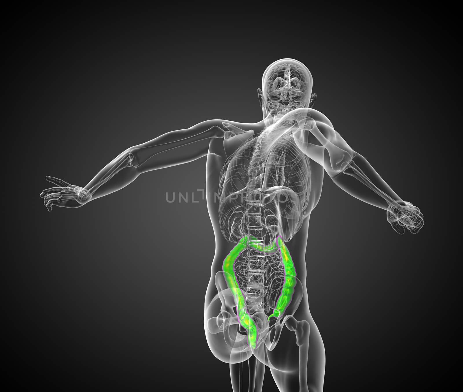 Human digestive system large intestine - back view