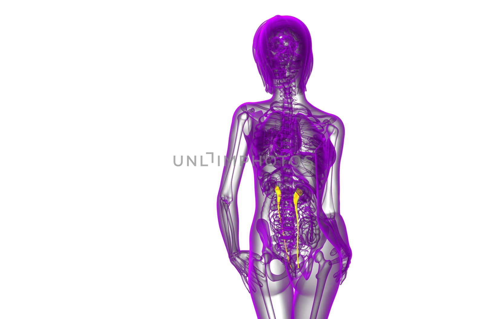 3d render medical illustration of the ureter - back view