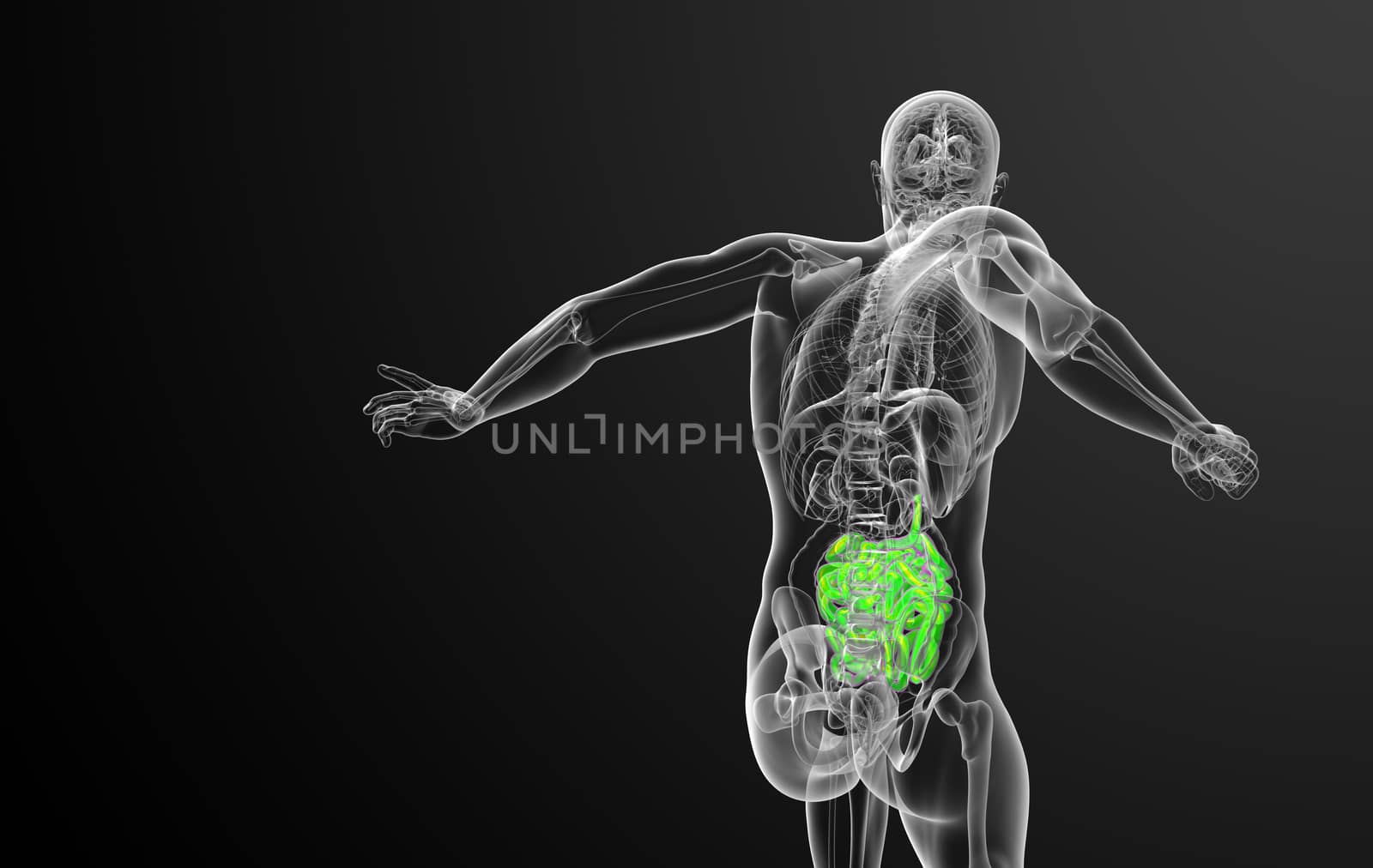 3d rendered illustration of the small intestine - back view