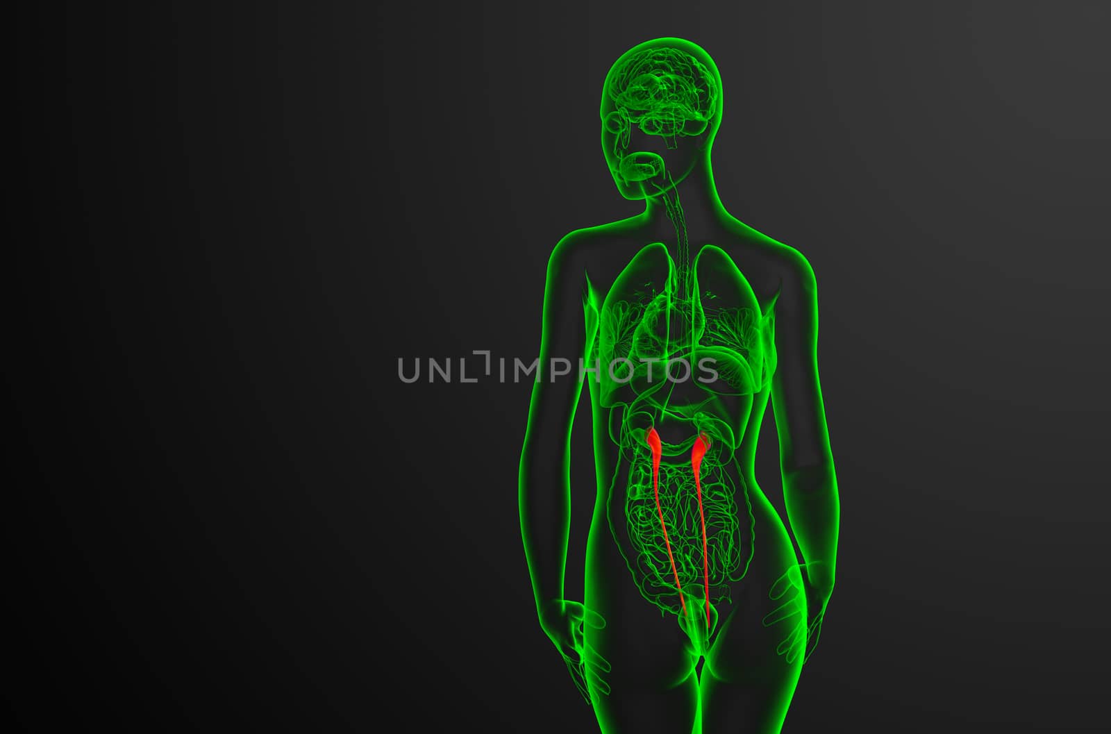 3d render medical illustration of the ureter - back view